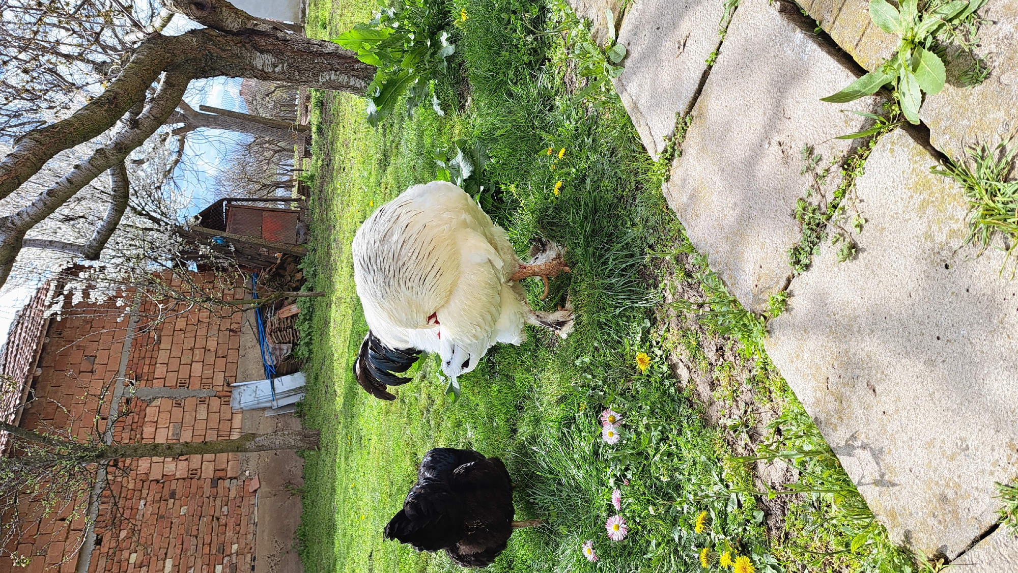 The scene depicts an outdoor area in an unspecified location within the city of Unknown, Unknown. Two chickens are present: one predominantly white with black tail feathers, and the other black. They are positioned on a grassy area interspersed with small flowers, possibly daisies and dandelions. Adjacent to the grass is a paved section consisting of concrete slabs, with some vegetation growing in the gaps between them. In the background, there is a brick building with a visible roof, and beyond that, a tree with bare branches. Further in the distance, what appears to be a wooden structure or shed is visible.