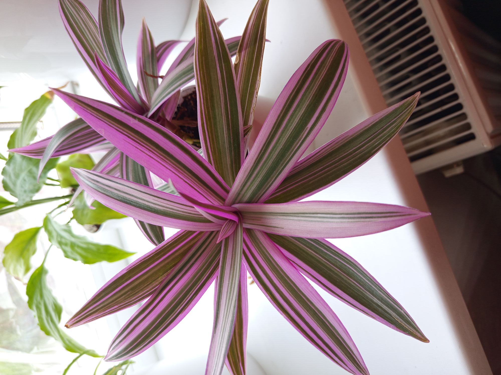 A close-up, eye-level shot captures a vibrant pink and green variegated plant, likely a Tradescantia spathacea, positioned on a white windowsill. The plant's leaves, elongated and pointed, radiate outwards from a central point, showcasing a striking pattern of alternating stripes of magenta and olive green. The leaves are sharp and well-defined, suggesting good health.
In the background, out of focus, are other green leaves of a different plant, hinting at a small indoor garden. The windowsill appears to be white and smooth, reflecting some light. To the lower right of the image, the top of a white radiator with parallel slats is visible, suggesting a domestic indoor setting. The scene is well-lit, likely by natural light coming from a window, creating soft shadows and highlighting the textures of the plant's leaves. The overall impression is one of domestic tranquility and vibrant plant life. There is no indication of the city of Polatsk, Belarus in the image.