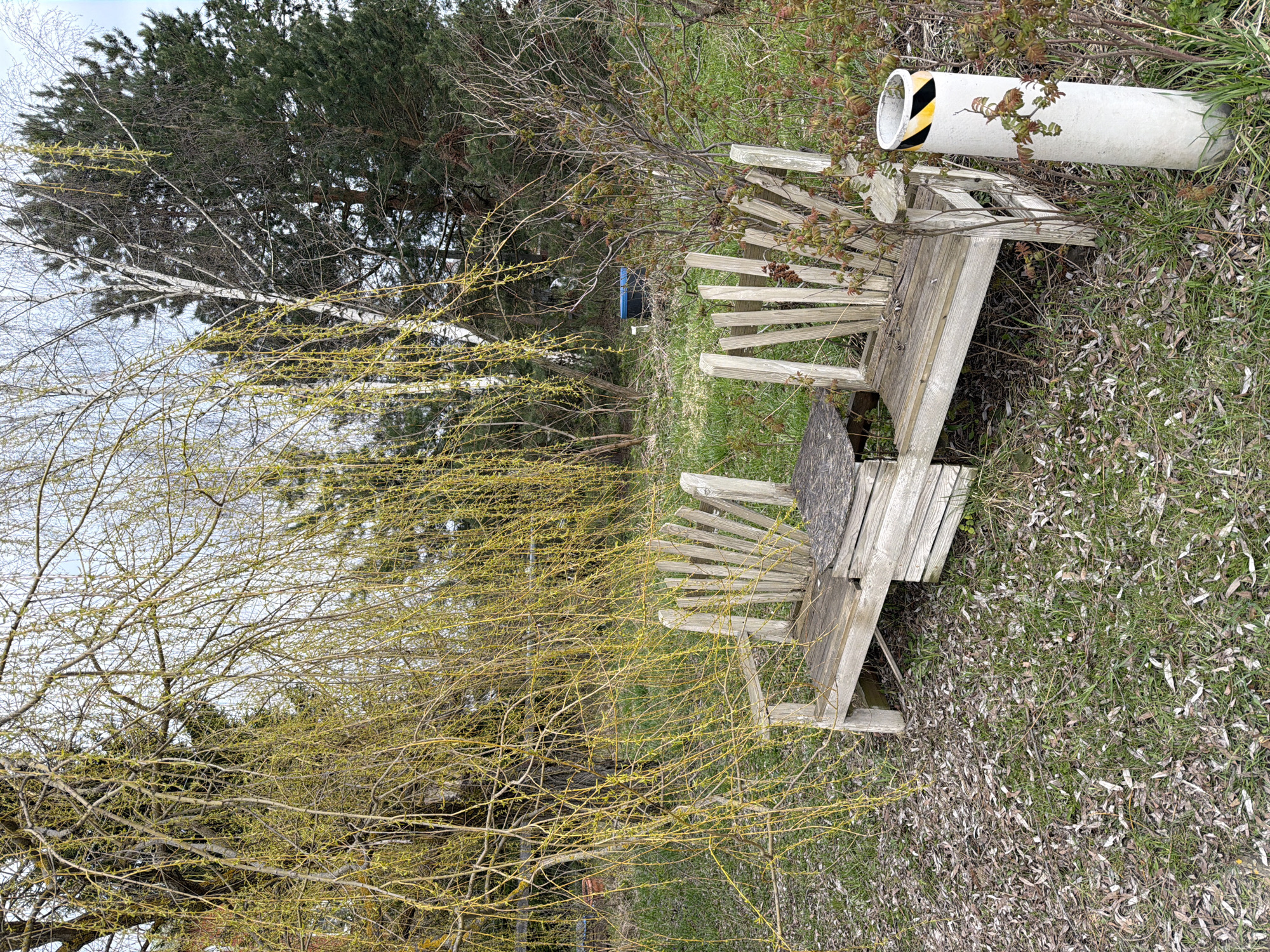 This is a vertically oriented photograph of an outdoor, natural scene, possibly a neglected garden or rural area. In the foreground, a weathered, rustic wooden two-seater bench with a small integrated table is partially visible, appearing to be in disrepair. To the right of the bench, a white cylindrical pipe with black and yellow diagonal hazard stripes lies on the ground. The ground cover consists of green grass interspersed with numerous dry, light-colored leaves.
Dominating the mid-ground and background are various trees, indicating early spring. On the left, a tree with white bark, possibly a birch, stands among other bare deciduous branches. Further back and to the right, a large evergreen tree with dark green needles is prominent. Numerous bare branches with distinctive yellow buds or catkins, suggesting new growth, are scattered throughout the image, especially in the left and central foreground, obscuring parts of the wooden bench. The sky, visible through the branches, is light and overcast, suggesting a daytime setting with diffused light. There are no people visible, and no specific activity is taking place. The scene conveys a sense of quietude and transition, with man-made elements showing signs of age or disuse within a natural setting. No visible text is present.