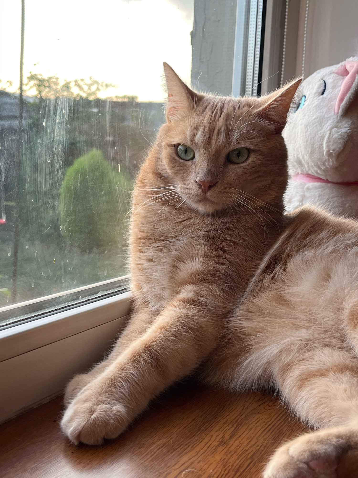 An orange tabby cat is posed on a wooden windowsill, looking towards the camera with green eyes. The cat is lying down with its front paws crossed. Behind the cat, out of focus, is a white stuffed animal with pink accents. The windowsill is next to a window that looks out onto a blurry green background, likely foliage, with a bright sky above. The windowpane has visible smudges and streaks.