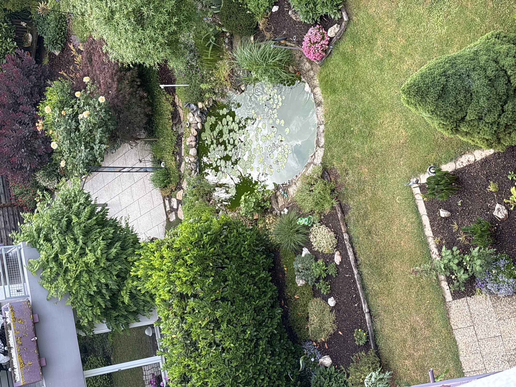 The image is a high-angle shot of a garden in an urban setting. In the upper left, a purple planter box with white decorative stones sits on a balcony railing. Below the balcony, a large green bush grows next to a window. The garden itself features a variety of plants and landscaping elements. A small pond with lily pads is centrally located. Surrounding the pond are diverse greenery, including shrubs, grasses, and a Japanese maple tree with dark red leaves. Pink flowers are clustered near the edge of the pond. A stone pathway meanders through the garden, and a patch of lawn occupies the lower portion of the frame. The scene is dense with vegetation, creating a naturalistic and well-maintained garden space within a city environment.