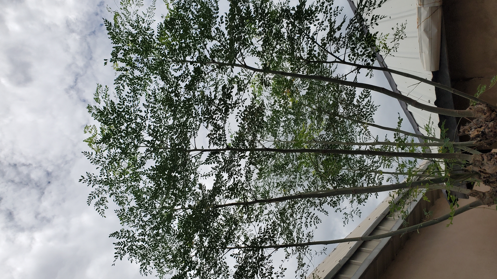 In Jalingo, Nigeria, under a cloudy sky, a cluster of tall, slender trees with small, dense green leaves dominates the frame. The trees have thick, gnarled bases from which multiple thin trunks emerge and spread upwards, creating a canopy that obscures the sky. In the foreground, two structures with corrugated metal roofs and cream-colored walls are partially visible, suggesting an urban or semi-urban environment. The overall scene is one of natural growth within a developed area, with the lush greenery of the trees contrasting with the man-made structures.