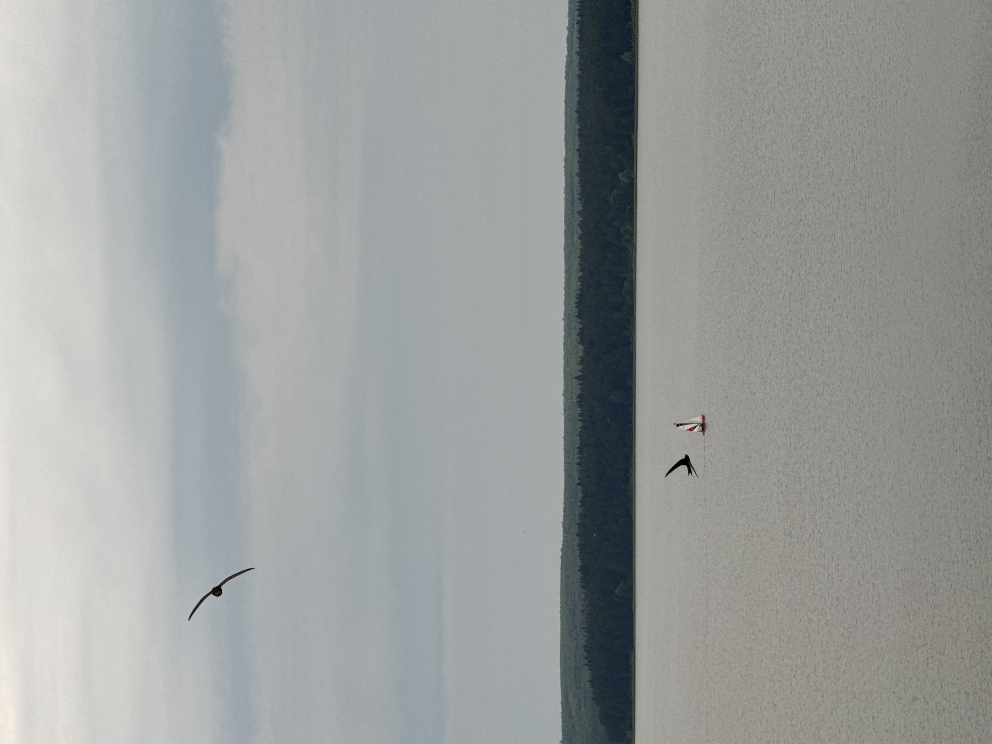 A bird with dark wings and a dark body is in flight against a cloudy sky in the upper left quadrant of the image. Below the bird, on a body of water, a small toy sailboat with a red and white sail is present. Another dark bird is in flight in the water near the sailboat, with its wings extended in a downward motion. In the background, a dense line of dark green trees forms a forest along the horizon. The water is calm, with subtle ripples on its surface. The sky is overcast, with layers of grey clouds. The overall scene depicts a natural environment with elements of wildlife and a small man-made object.