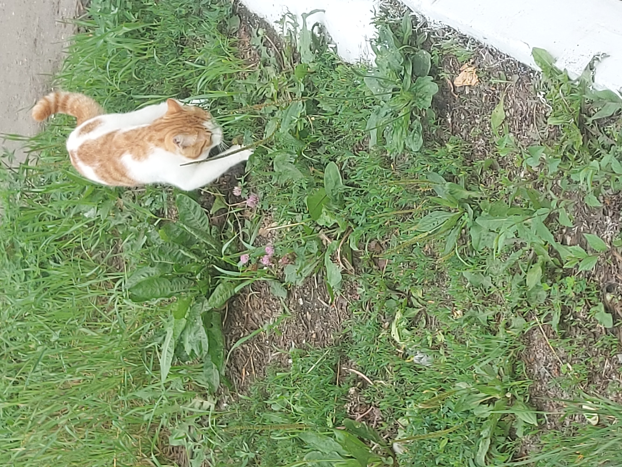 An orange and white cat with a curled tail is exploring a grassy area near a white curb. The cat is in the center of the frame, with its head down, sniffing the ground. The grass is green and appears to be a mix of different types of vegetation, with some patches of dry earth visible. There are a few small pink flowers scattered among the grass. The scene appears to be outdoors, possibly in a park or a residential area, given the presence of the curb. The image was taken in Belogorsk, Russia.