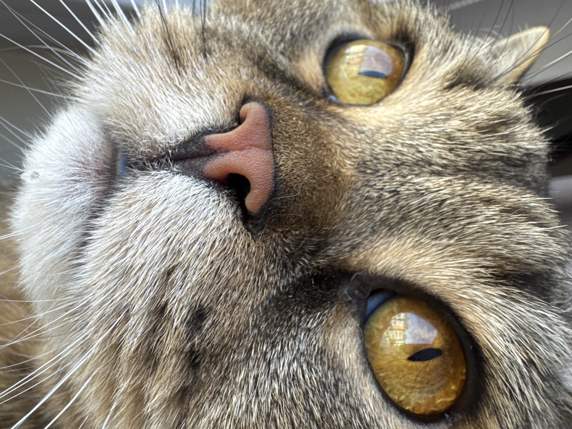 A close-up, eye-level, medium shot features the face of a domestic tabby cat. The cat has large, golden-yellow eyes with black vertical pupils. Its nose is pink and wet. The fur is a mix of brown, black, and grey stripes. The cat's whiskers are long and white. The background is out of focus, but appears to be indoors, possibly near a window. The location is not visible in the image.