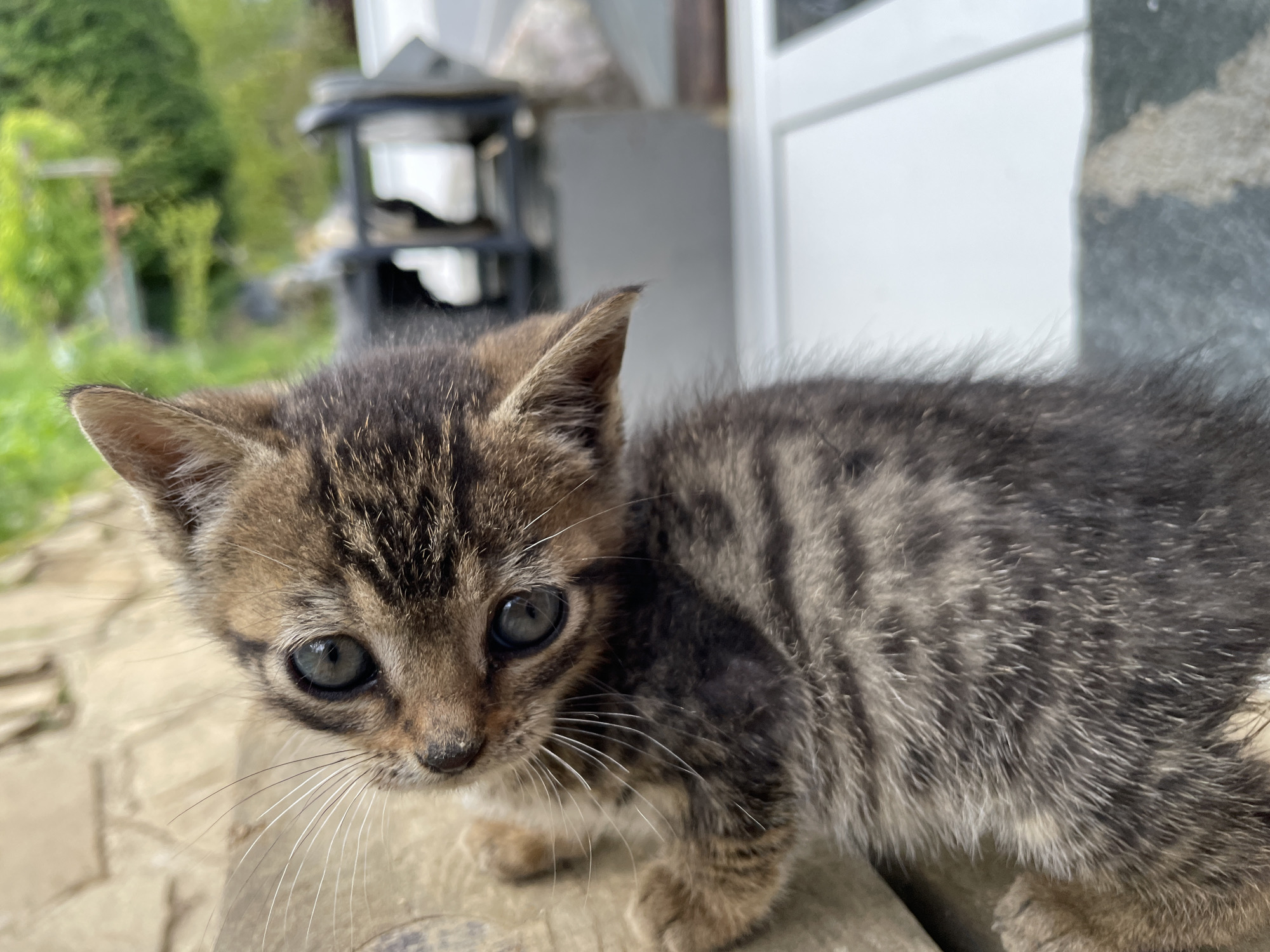 A close-up shot features a small, tabby kitten. The kitten has gray and brown fur with dark stripes. Its eyes are a gray-blue color. The kitten is standing on a wooden surface, possibly a porch or step. In the background, there is a blurred view of greenery, a black metal structure, a white door, and what appears to be a stone or concrete wall. The location may be near a building with a garden or natural area. No people are visible. The location is identified as Zlatograd, Bulgaria.