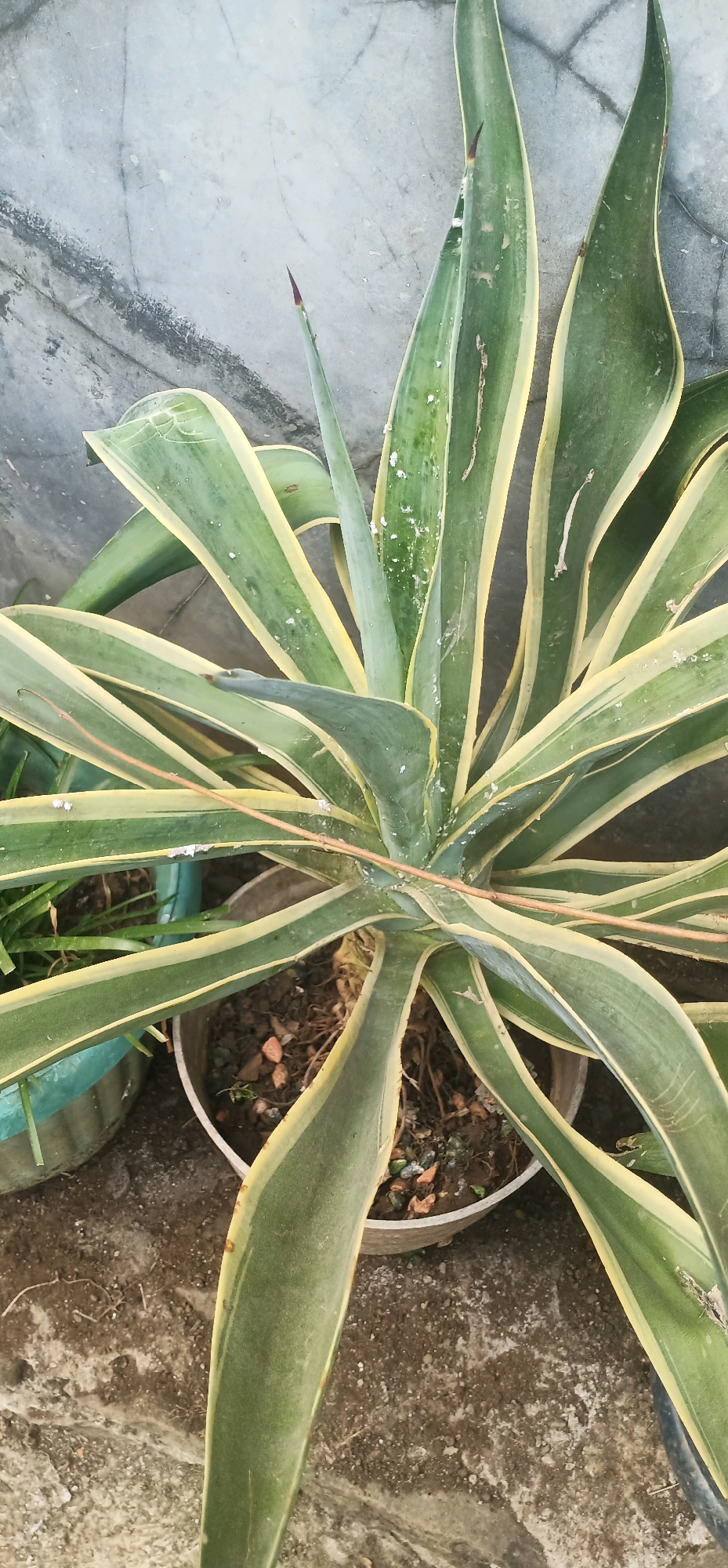 An upright, potted Sansevieria trifasciata with variegated green and yellow leaves is positioned in the foreground. The plant has sharp, pointed leaves that fan out from the base, some of which show signs of browning and white powdery residue. The plant is situated outdoors, on a paved surface, with a textured, gray concrete wall as the background. To the left of the Sansevieria, a portion of another potted plant, possibly grass, is visible in a light blue container. The environment appears to be an outdoor area, possibly a patio or garden, in the city of Kincang, Indonesia.