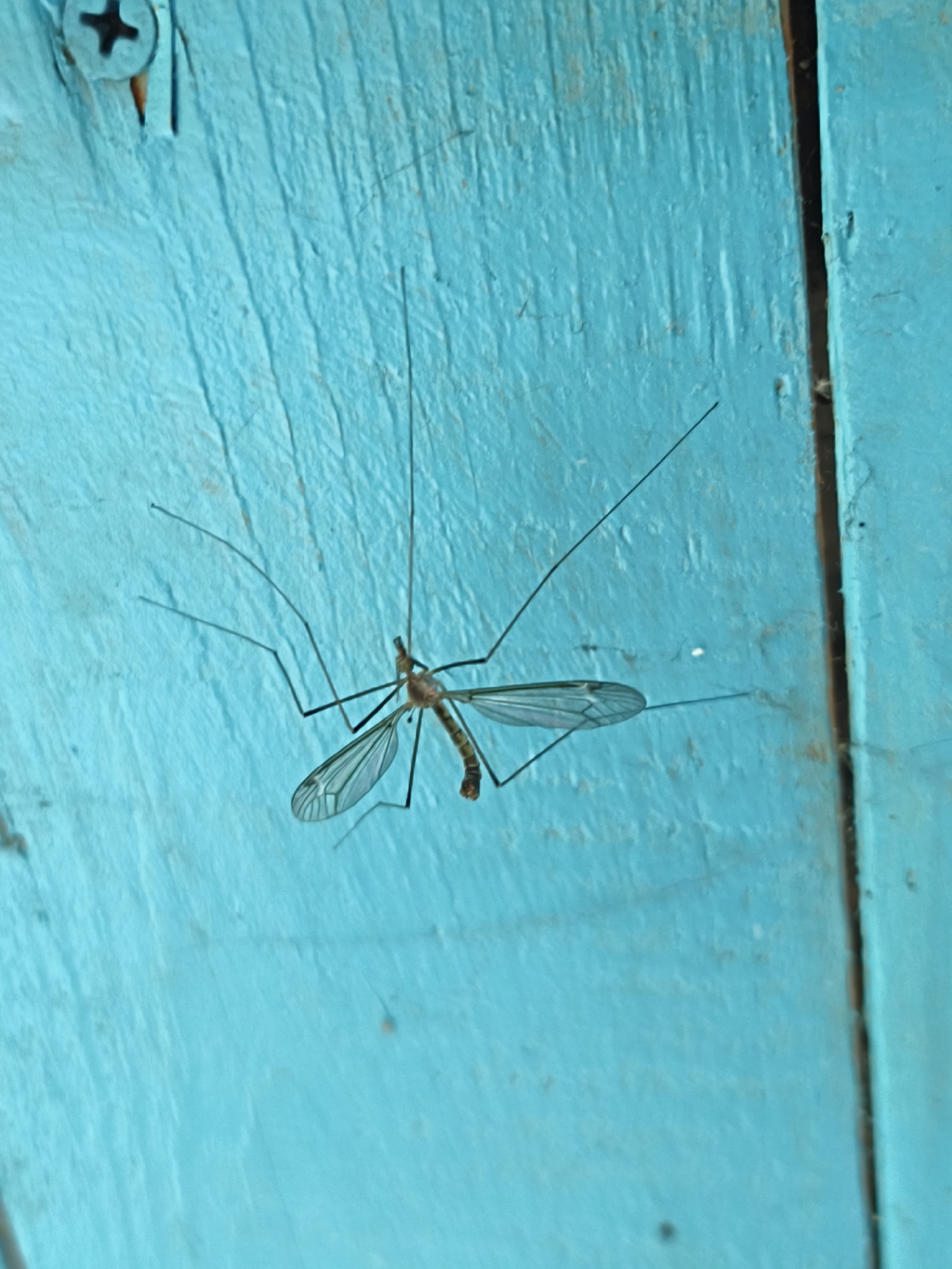 A detailed, forensic close-up image taken in Терновский округ, Ukraine, depicts a crane fly (family Tipulidae) at rest on a textured, turquoise-blue painted wooden surface. The insect is positioned diagonally across the frame, showcasing its slender, elongated body, long, delicate black legs, and two transparent wings with visible venation. The wooden surface displays characteristic vertical grain and texture beneath the paint. In the upper left quadrant, a silver Phillips head screw is partially visible, embedded in the wood. A distinct dark, vertical seam, indicative of a join between two wooden panels, runs along the right side of the frame.