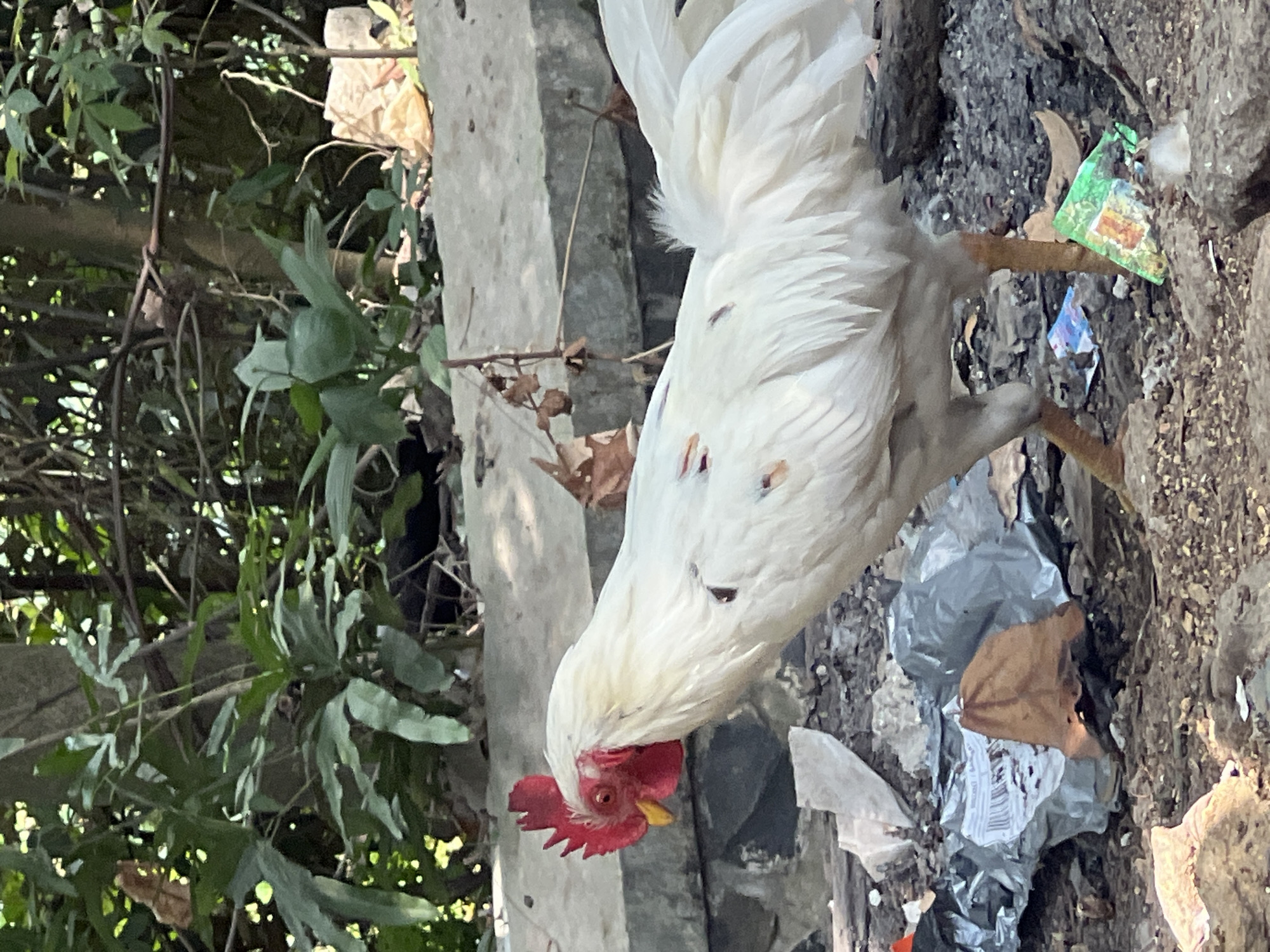 In Klapanunggal, Indonesia, a white rooster with a red comb and wattles stands amidst debris. The rooster is facing left, with its head lowered as if foraging. Its plumage is predominantly white, with some darker speckles visible on its body. The ground around the rooster is littered with various items, including crumpled plastic bags, paper, and rocks. In the background, there is a concrete structure and dense foliage, suggesting an outdoor environment, possibly a neglected urban area or the outskirts of a settlement. The lighting indicates it is daytime, with sunlight filtering through the trees.