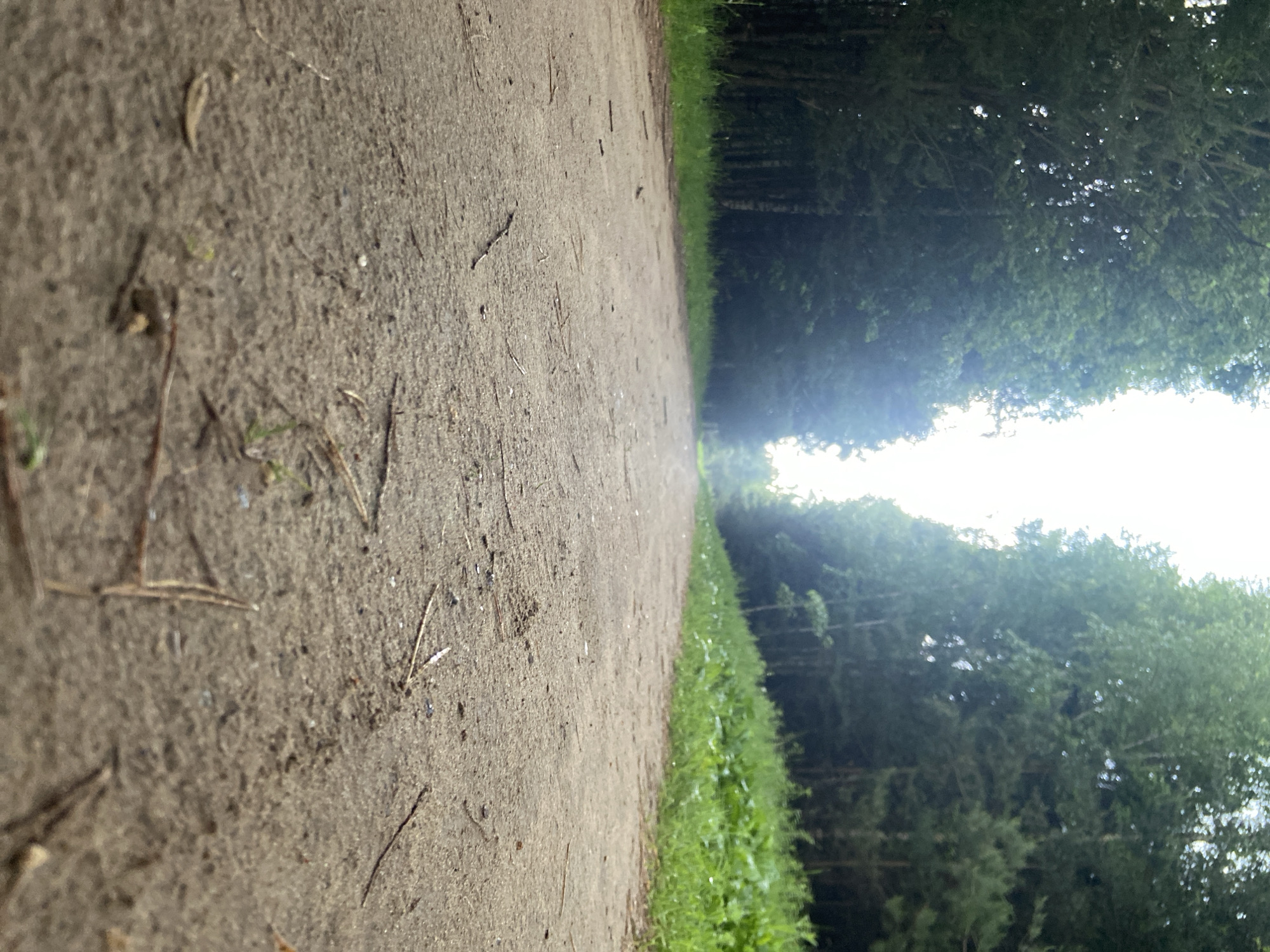 The media file displays a low-angle perspective of a dirt or gravel path extending into the distance through a natural landscape. The path, which appears to be a light brown or grayish color, occupies the left side of the frame, with small twigs and natural debris scattered across its surface in the foreground.
To the right of the path, a strip of vibrant green grass and smaller plants runs along its edge, creating a clear boundary. Beyond this grassy verge, a dense line of tall, dark green trees forms a natural wall, extending along the right side of the image and framing the path as it recedes. The foliage suggests a forest or a heavily wooded park.
A bright, hazy light emanates from the distant end of the path, giving the impression of an open area or sunlight breaking through a canopy. The sky, visible through and above the trees in the upper right, is a bright white, indicating daytime conditions, possibly overcast or with atmospheric haze.
The scene conveys a sense of peaceful natural surroundings, likely a trail or walking path in Chaikovsky, Russia. No human activity, animals, or visible text are present.