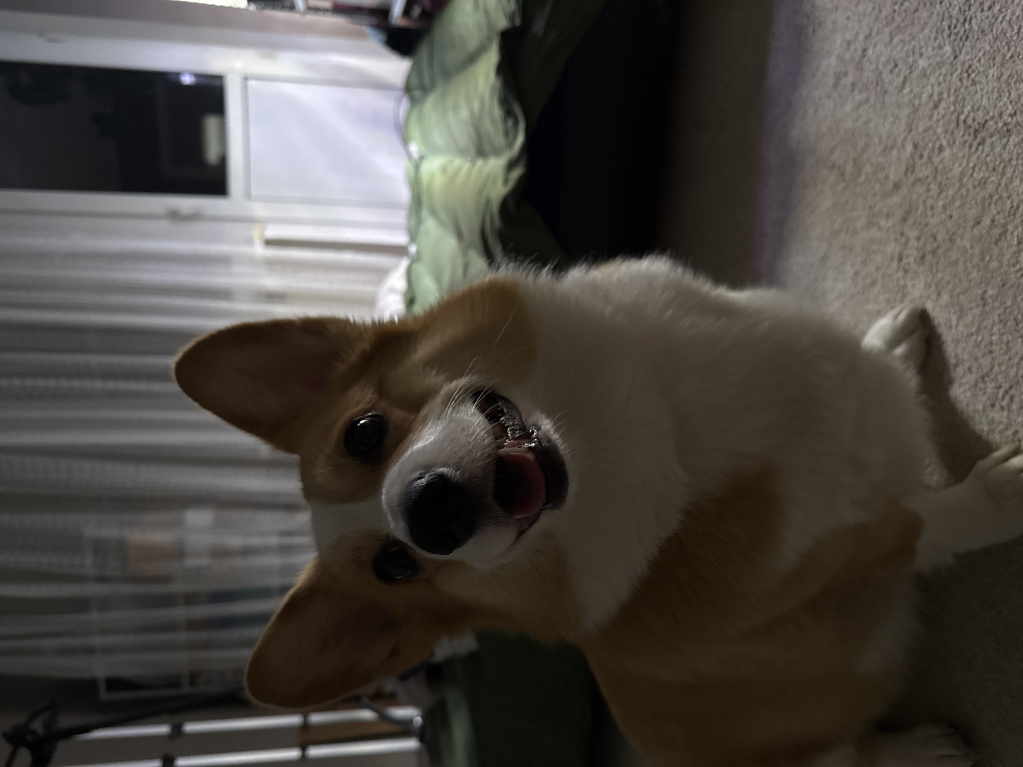 An indoor, dimly lit scene features a cheerful Corgi dog looking directly at the camera. The dog has distinctive tan, white, and black markings, with prominent perked ears and bright, dark eyes. Its mouth is slightly open, revealing its pink tongue and a hint of white teeth, conveying a happy or playful expression.
The dog is positioned on a light-colored, textured carpet. In the background, to the left of the dog, there is a window or glass door covered by horizontal blinds or sheer curtains, through which some ambient light is visible. Further back and slightly to the right, a dark green, possibly quilted, object (perhaps a blanket or furniture) adds depth to the scene. The lighting suggests it is either evening or night, with artificial light sources illuminating the dog and parts of the room. The image is rotated counter-clockwise, with the dog appearing on its side. No text is visible in the image.