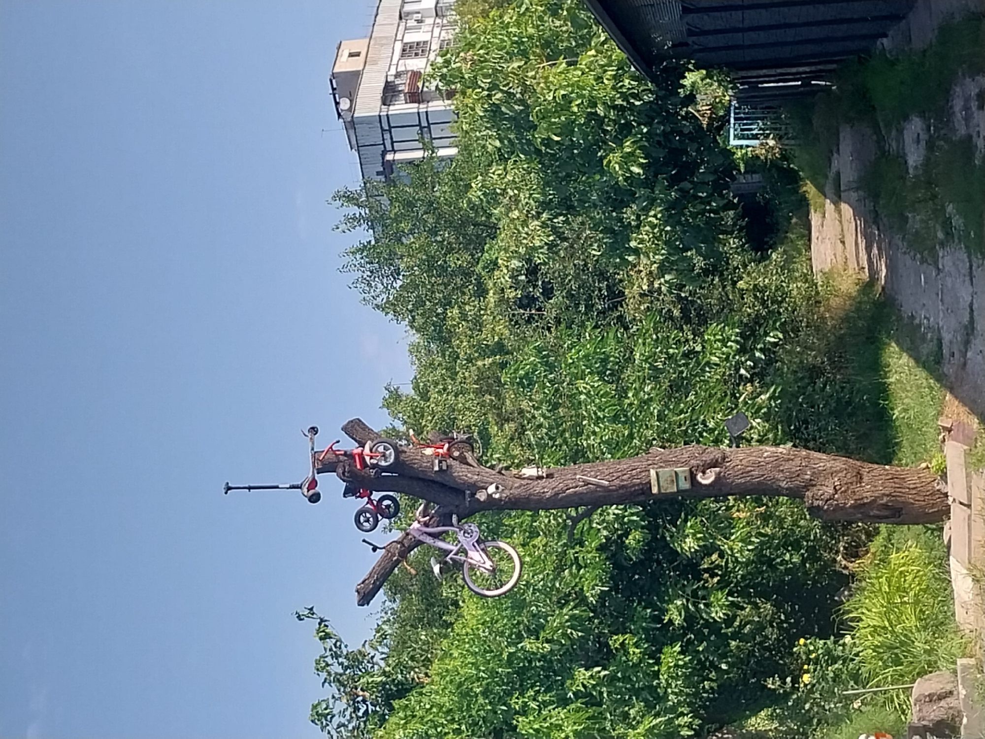 A tree trunk, stripped of its branches and standing upright in a yard, serves as a peculiar display. Attached to the trunk and its remaining stubs are several children's bicycles and scooters, some upright, others angled. Two surveillance cameras are also affixed to the trunk at different heights. A small green birdhouse is mounted higher up. The trunk stands on a paved area surrounded by grass and more trees. In the background, a building with multiple stories and balconies is visible, nestled amongst the dense green foliage. A dirt path leads away from the viewer, bordered by grass and a dark fence on the right. The scene is illuminated by bright daylight, casting distinct shadows. This image was captured in the city of Dnipro, Ukraine.
