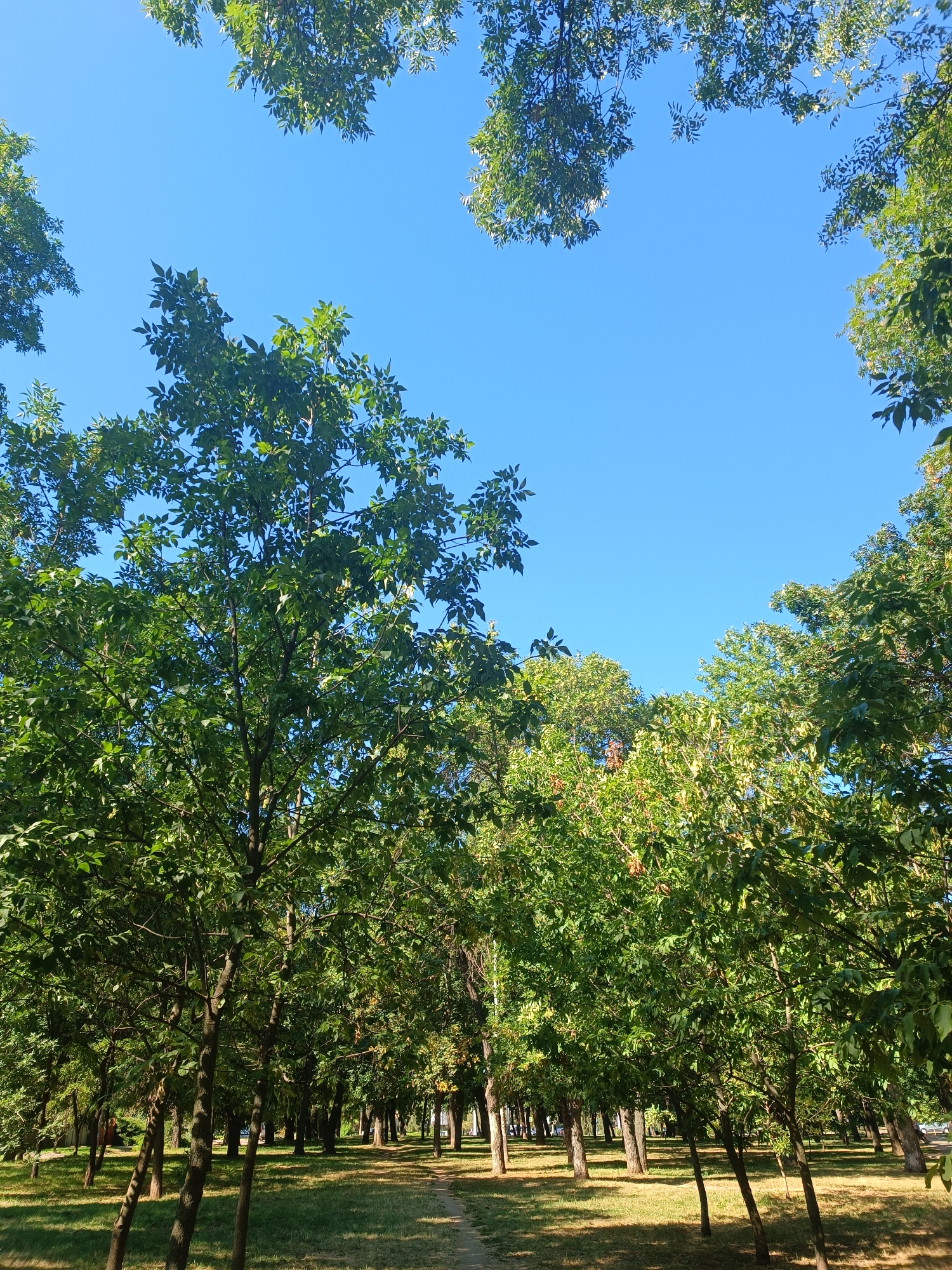 The image depicts a park on a clear day with a bright blue sky. Lush green trees with dense foliage are prevalent, casting dappled shadows on the grassy ground below. A walking path curves through the park, suggesting a recreational area. The trees are arranged in rows and clusters, creating a shaded and natural environment. In the distance, hints of buildings and possibly streetlights can be seen through the trees, indicating an urban setting.
This park is the "Park of Metallurgy" located in the city of Zaporizhzhia, Ukraine.
