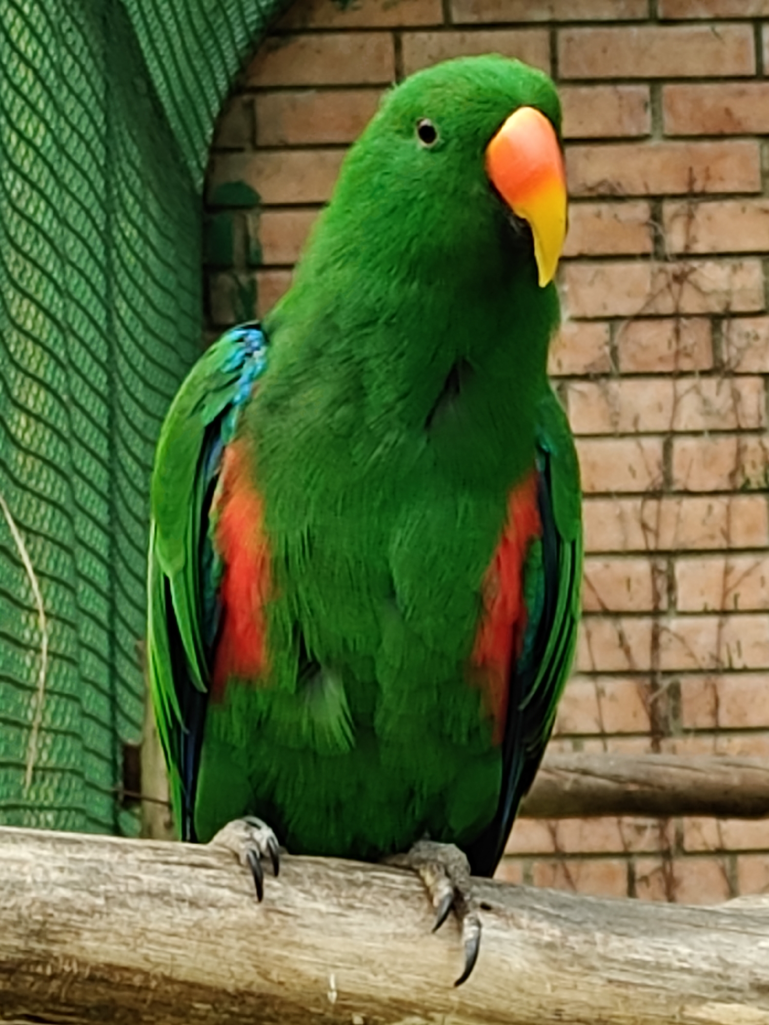 A vibrant male Eclectus Parrot is the central subject, captured in a close-up as it perches on a thick, natural wooden branch. The parrot displays strikingly bright green plumage across its body. Its distinctive beak is orange at the base, transitioning to a bright yellow tip, and its eyes are small and black. Patches of bright red and blue are visible on its wings and sides. Its feet, with prominent claws, are gripping the textured perch.
The background features a green mesh or netting on the left, suggesting an aviary or enclosure. To the right and further back, a reddish-brown brick wall adds a contrasting element, indicating a nearby building or structure. The scene is illuminated by natural light, suggesting it is daytime. There is no visible text in the image. This media file was captured in Shekvetili, Georgia.