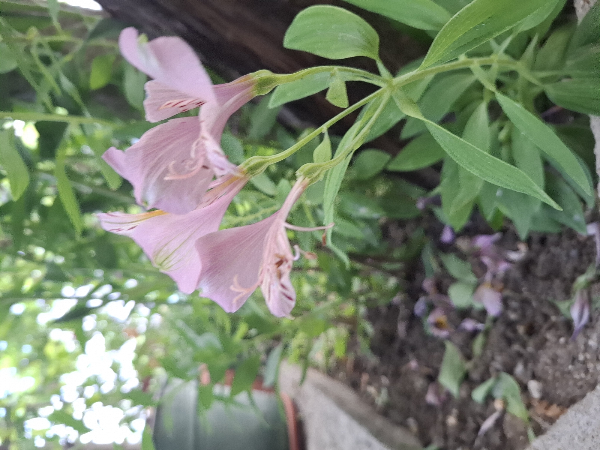 The image shows a close-up of delicate pink alstroemeria flowers in a garden. The flowers have thin, elongated petals with faint stripes of a darker pink. The stems are slender and green, supporting the blooms. Lush green foliage fills the background, with soft bokeh effects suggesting a shallow depth of field. In the foreground, dark soil is visible, with some fallen petals scattered on its surface. To the left, a portion of a gray concrete planter or edging can be seen, and further back, a dark green pot is partially visible. The scene suggests a well-tended garden, likely in Malko Asenovo, Bulgaria, during daylight hours.