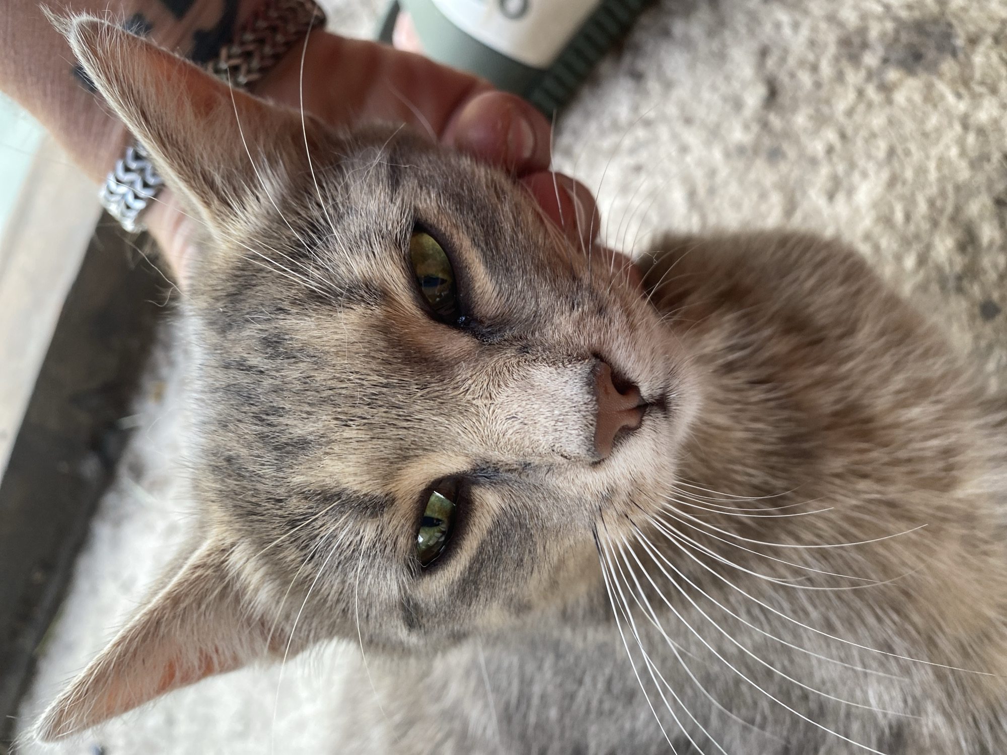 A close-up shot focuses on the face of a tabby cat with green eyes, its fur a mix of grey and tan. A human hand gently holds the cat's head, with fingers visible on its right cheek and near its ear. The hand wears a silver chevron ring and a patterned bracelet. The background shows a blurred, rough, light-colored surface, possibly concrete or stone, and a hint of a green object with white detailing on the right. The scene appears to be outdoors, in a residential area within the city of Khanskaya, Russia, possibly a courtyard or street.