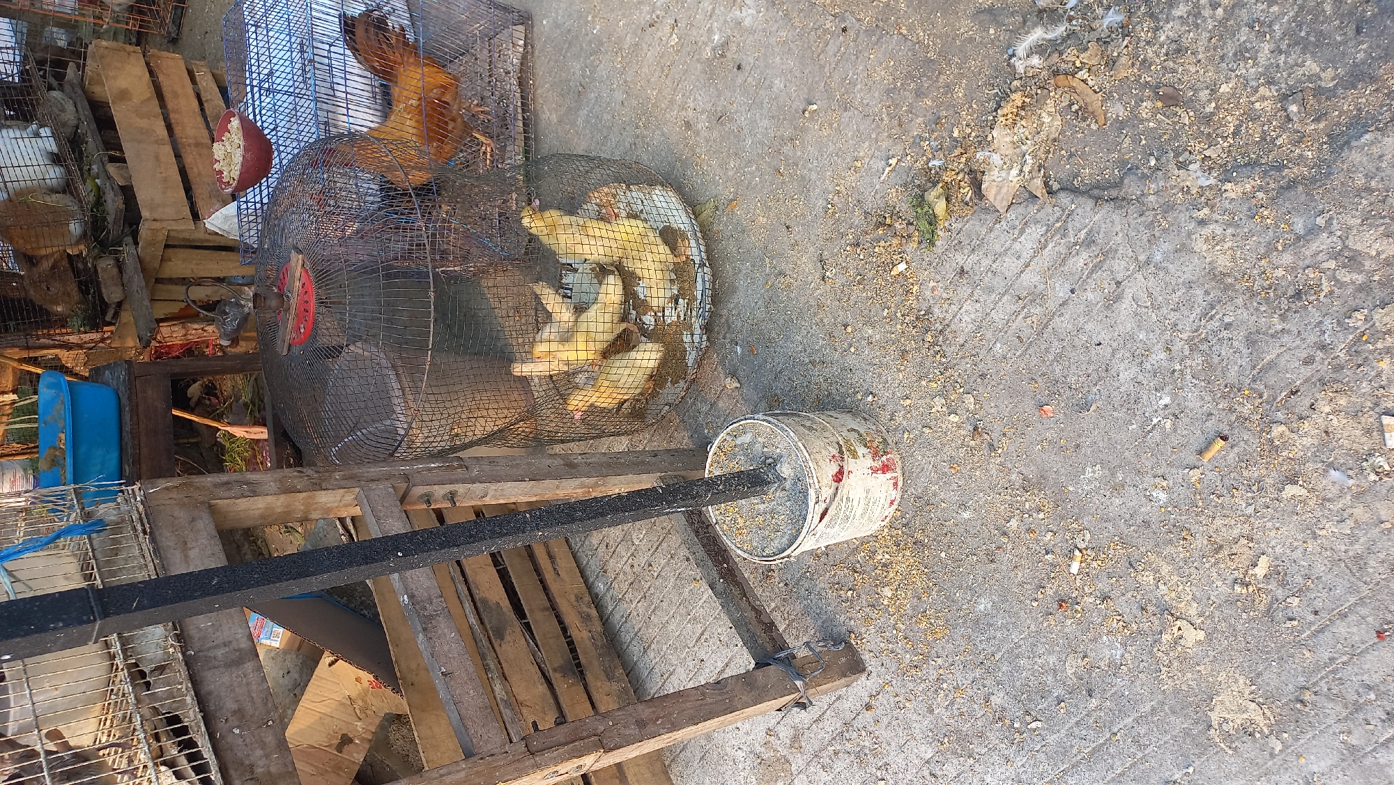 The image depicts an outdoor scene, likely a market or a rural area in Mangunsari, Indonesia. The foreground shows a concrete ground littered with scattered grain, cigarette butts, and debris. A white bucket containing sand or dirt, with a dark pole embedded in it, stands to the left. Behind this, wooden structures are visible, including planks and a cage. In the middle ground, several yellow chicks are housed in a round, mesh cage. To the right of the chicks' cage, a larger cage contains a reddish-brown chicken. Further in the background, a blue plastic basin rests on a wooden table, and more cages, some containing rabbits, are stacked. The overall environment appears somewhat unkempt.