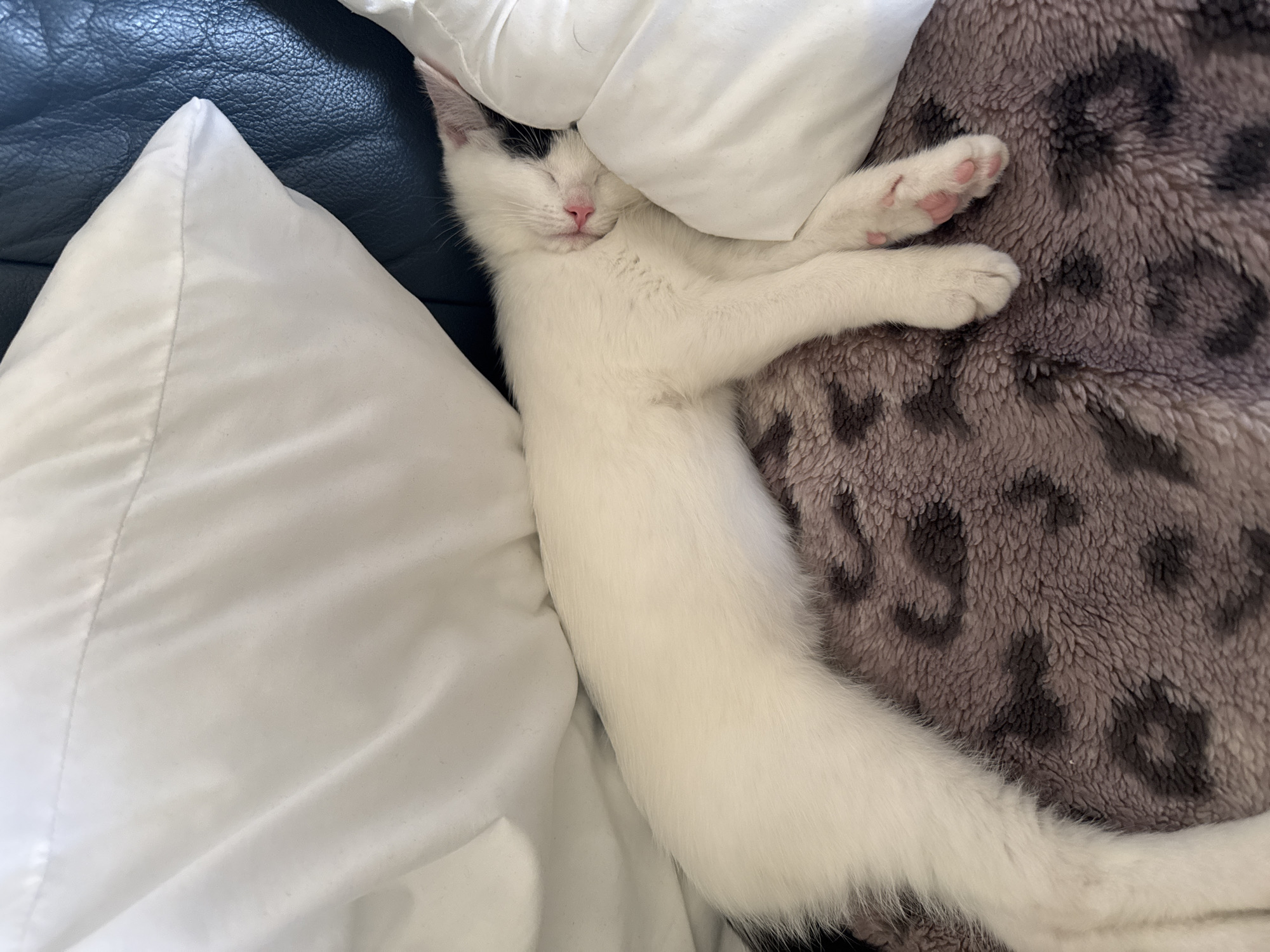 A white and black cat sleeps soundly on a bed. The cat is positioned between two white pillows and a grey and brown animal print blanket. The cat's head is resting on a pillow with its front paws outstretched onto the blanket. The cat appears relaxed and comfortable. The background suggests the scene takes place indoors, possibly in a bedroom or living room. There is no evidence to suggest this image was taken in Łódź, Poland.