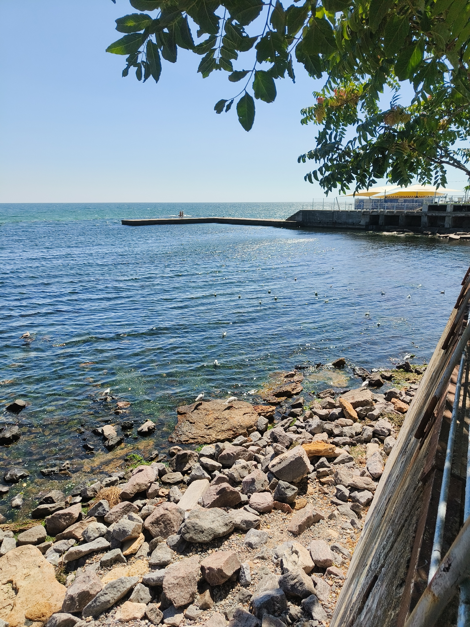 The image depicts a sun-drenched scene by the sea, likely in Odesa, Ukraine, given the presence of a coastal promenade and a pier stretching into the water. The foreground is dominated by a rocky shoreline, with various sizes of stones and pebbles scattered along the edge. Some of these rocks are partially submerged in the clear, blue water, revealing glimpses of seaweed and smaller stones beneath the surface. The water itself is calm with gentle ripples, reflecting the bright sunlight and creating a shimmering effect.
In the mid-ground, a concrete pier extends from a fortified embankment into the sea. On this pier, two small human figures are visible, standing side by side, suggesting a casual outing. A series of seabirds are dispersed across the water and along the shoreline, some standing on rocks, others in flight or wading.
Further in the distance, the embankment continues, featuring a structure with a white railing and yellow awnings, possibly a cafe or restaurant. The embankment is lined with a fence. The sky above is a clear, cloudless blue, indicating fair weather. Overhead, the branches and leaves of a tree hang into the frame from the top, providing a partial canopy and framing the view of the sea. The overall impression is one of a tranquil summer day at a seaside location.