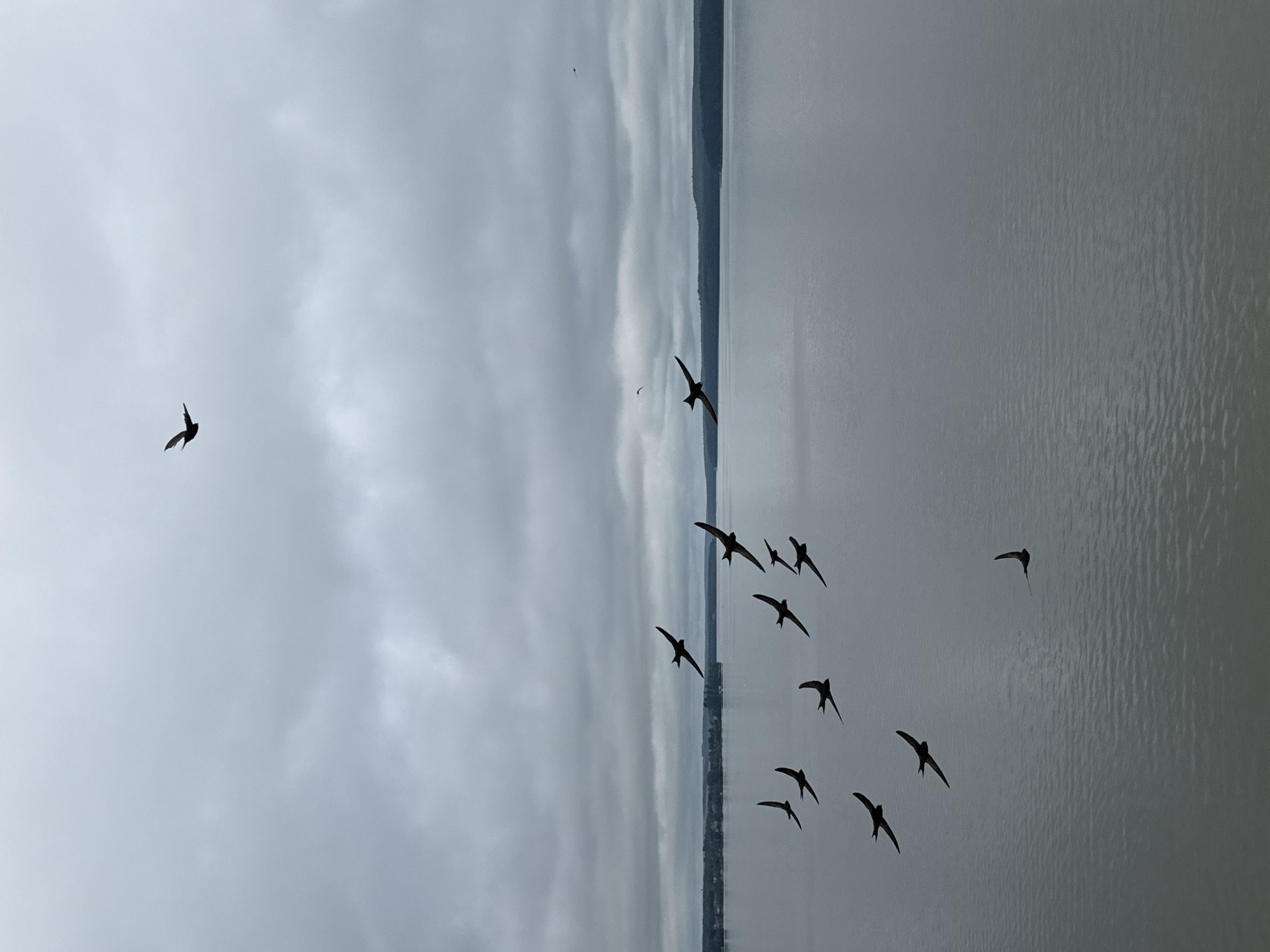 A flock of birds flies over a body of water, likely a reservoir, with a treeline visible on the horizon. The sky is overcast, with gray clouds dominating the upper portion of the image. The water is calm, with subtle ripples. The birds are silhouetted against the sky, appearing dark against the lighter background. One bird is flying higher than the others, separate from the main flock. The overall impression is one of a natural scene on a cloudy day. The location in Votkinsk, Russia, suggests this may be a view of the Votkinsk Reservoir, a significant body of water formed by the Votkinsk Dam on the Kama River.