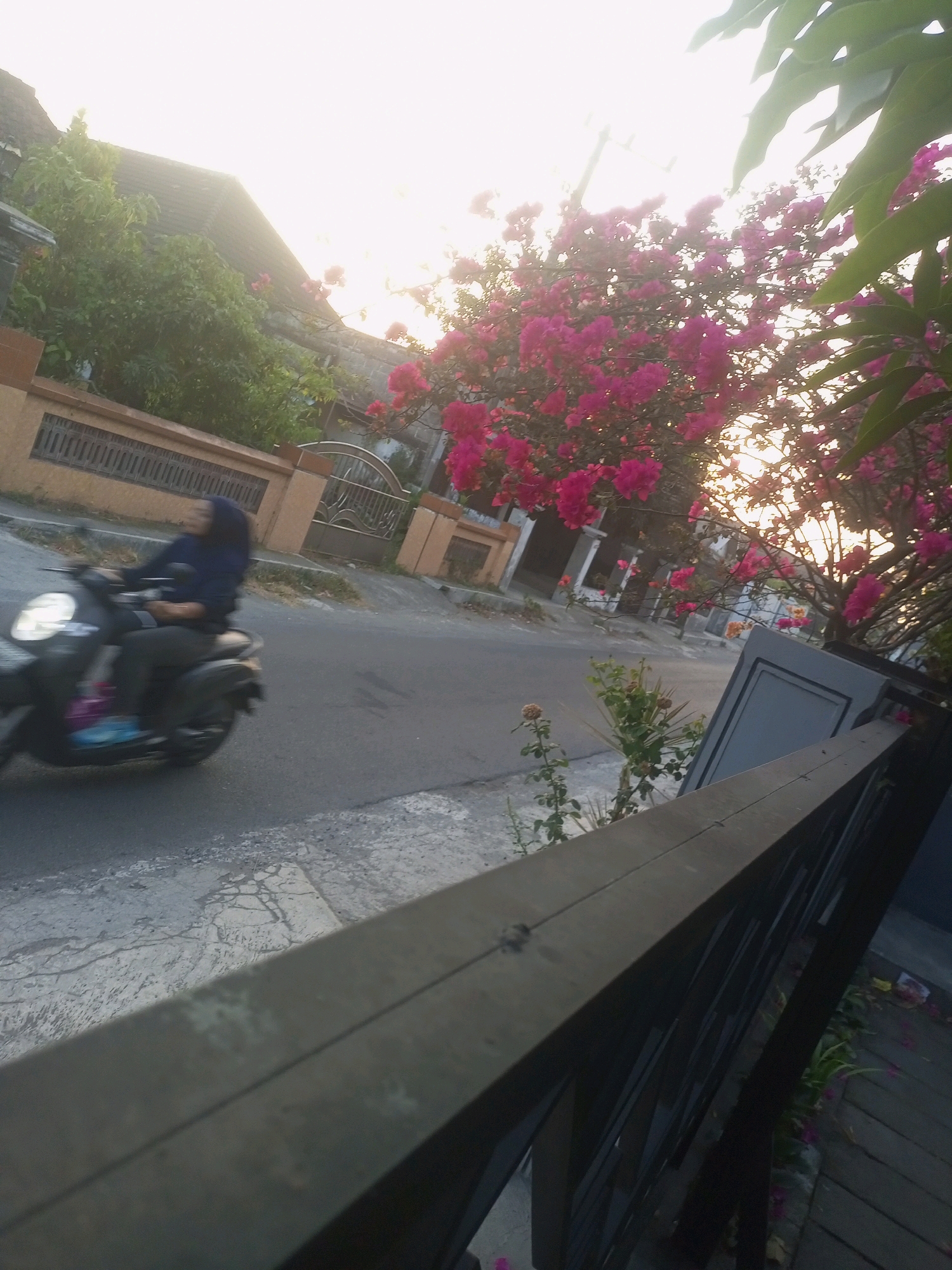 A person wearing a blue hijab and dark clothing rides a black scooter on a paved street in Ngasem, Indonesia. The scooter's headlight is illuminated. In the background, a fence with a decorative pattern borders a property with a building and trees. A vibrant pink bougainvillea tree with numerous blooms is prominent, its branches extending towards the bright sky. The image is framed by a dark wooden fence in the foreground, with green leaves and fallen pink petals visible on the ground.