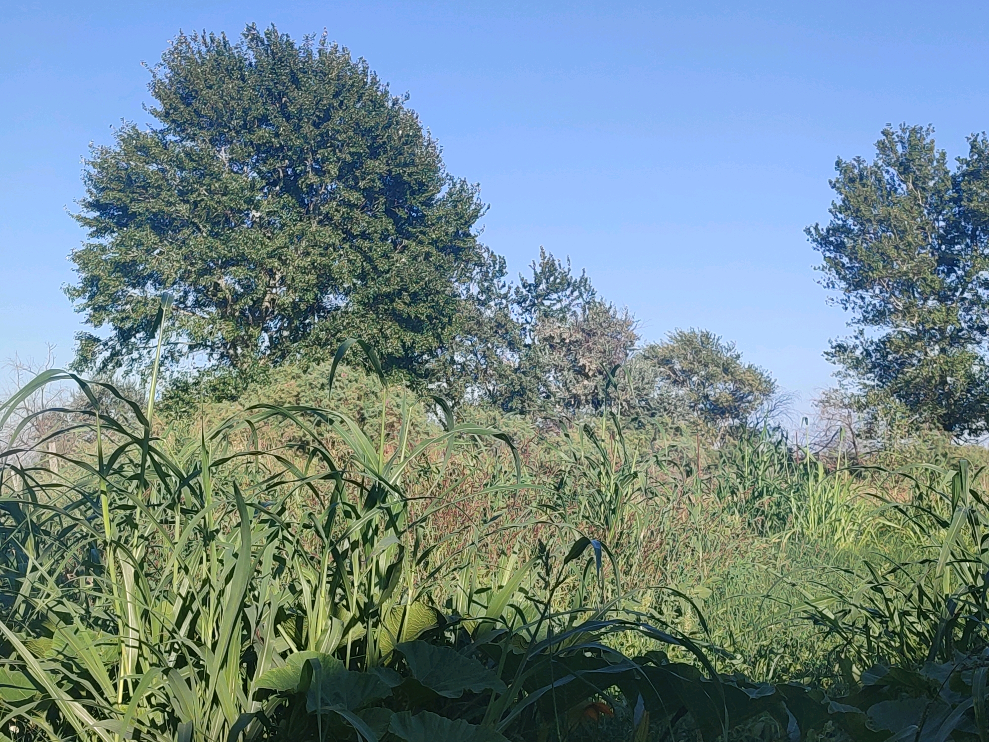 A wide, horizontal, outdoor, eye-level shot captures a lush, green landscape under a clear blue sky. The foreground is dominated by tall, leafy plants that appear to be crops, possibly corn or sorghum, with broad, vibrant green leaves arching over the lower portion of the frame. These plants extend across the entire width of the image, creating a dense barrier of foliage.
Behind the foreground crops, a variety of other green vegetation fills the mid-ground, including taller grasses and possibly some bushes. The textures of the plants vary, with some appearing smooth and others more textured and feathery.
In the background, several mature trees with full, green canopies are visible, interspersed with more dense foliage. The largest tree, positioned on the left side of the frame, is particularly prominent with its expansive spread. The trees create a natural, wooded backdrop to the cultivated area. The overall impression is one of a verdant and thriving natural or agricultural setting. The location, Красное Село, Russia, suggests this scene is likely an agricultural field or a parkland area within or near the city.