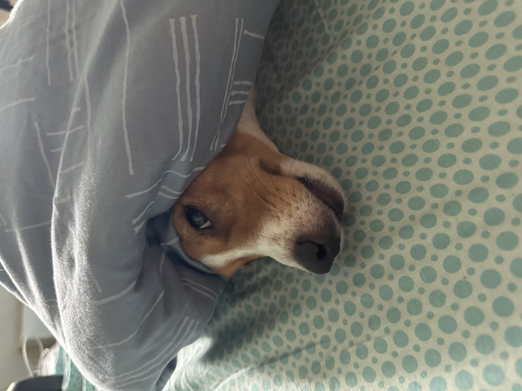 A medium close-up shot shows the head of a beagle dog peeking out from under a blue duvet with thin white stripes. The dog's head is angled slightly to the left, with its right eye visible and looking towards the camera. Its nose is dark and moist, and its mouth is slightly open, revealing a hint of its teeth and tongue. The dog has brown and white fur, typical of the breed. The duvet is draped over the dog and bunched up, creating shadows and highlights. The background consists of a bedsheet with a pattern of light blue circles. The scene appears to be indoors, likely a bedroom. There is no visible indication of the dog's location in Yekaterinburg, Russia.