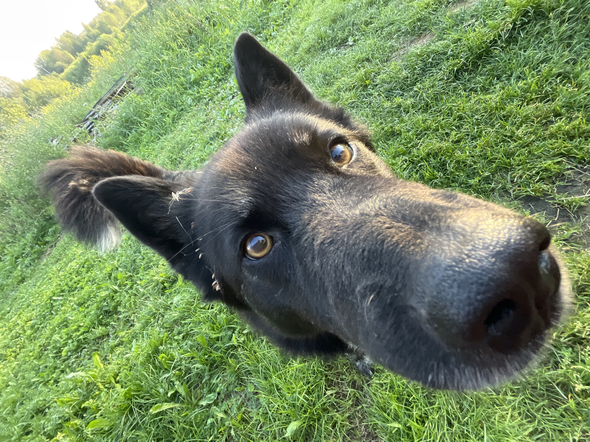 The image is a close-up, low-angle shot of a black dog in a grassy area. The dog's face is prominent, with its nose filling the foreground. Its eyes are a warm brown and are looking directly at the camera. Some small debris, possibly burrs or seeds, are visible on the dog's fur near its ears and tail. The background consists of green grass and a blurry line of trees and what appears to be a wooden structure in the distance, suggesting an outdoor, possibly rural or park-like setting. The lighting indicates it is daytime, with sunlight casting soft shadows. No specific details about the city of Nizhny Tagil, Russia, are present in the image.