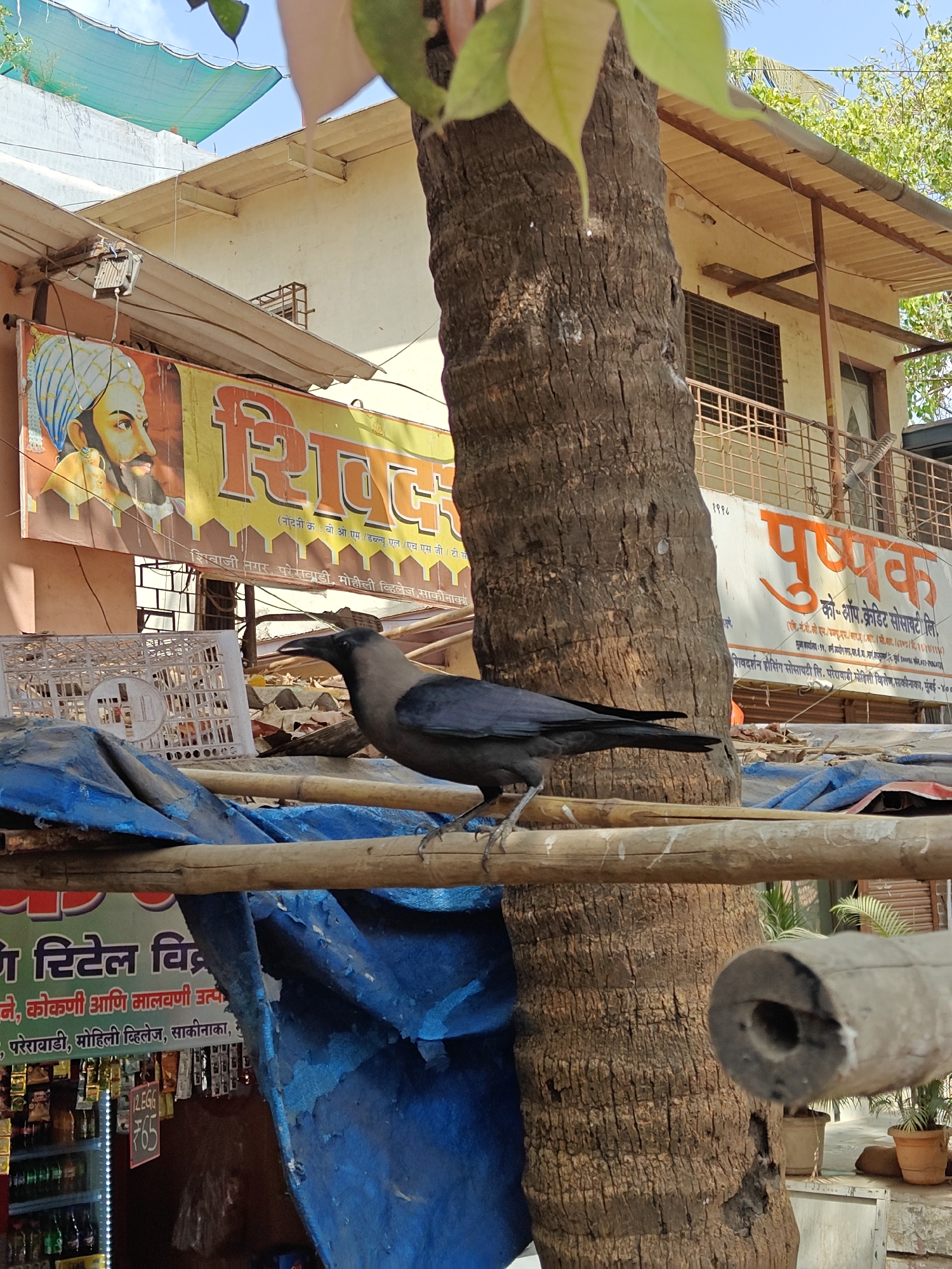 A crow stands on a bamboo support in front of a tree trunk. The scene is set in a commercial area, as suggested by the signs and shop fronts visible in the background. One sign has a portrait of a man with a turban, along with some script in a local language. Another sign advertises a credit society named "Pushpak". A shop is visible below, offering items for sale. The sky is visible in the background, suggesting the photo was taken during the day. The location may be a street in a city, but specific details like people, actions, or interactions are not clearly visible. The OCR data indicates that the city is Mumbai and the location is Sakinaka.