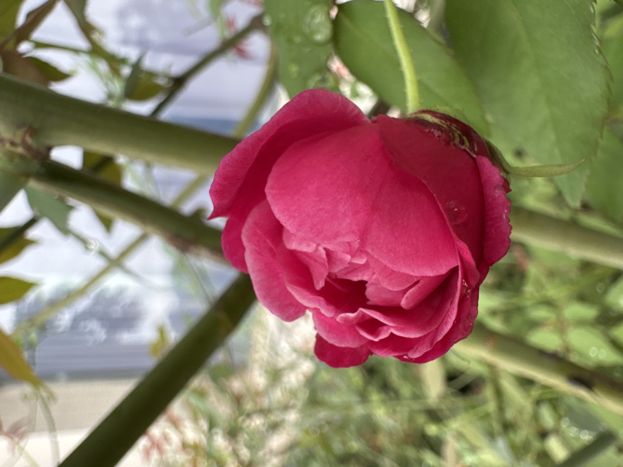 A close-up, outdoor, natural light shot shows a partially opened, bright pink rosebud. The rose is the primary subject, occupying the center and right side of the frame, with its petals tightly furled. Behind the rose, thick green stems of the rose plant are visible, some angled diagonally. Out-of-focus green leaves with water droplets dot the background, suggesting recent rain. The background also shows hints of a building facade, blurred and indistinct, implying an urban or suburban setting. The overall impression is that of a garden or a potted plant on a balcony in Lao Bảo Commune, Vietnam.