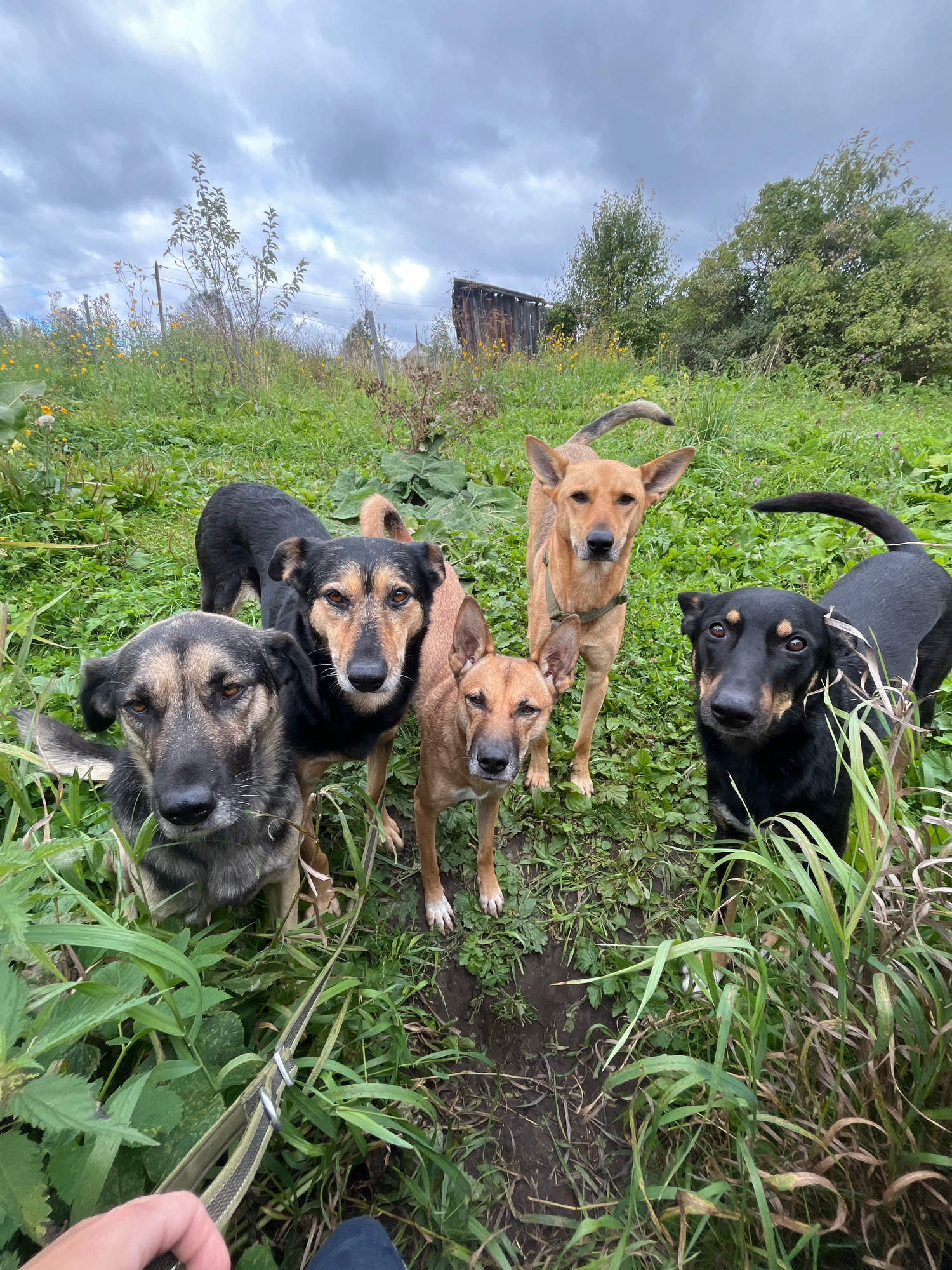 A group of five dogs are gathered in a grassy, outdoor area. The dogs appear to be of mixed breeds and are of various sizes and colors, including black, brown, and tan. Four of the dogs are positioned in the foreground, looking towards the camera, while one is slightly further back. The environment is natural, with tall grass, some scattered yellow wildflowers, and trees in the background. A dilapidated wooden structure is also visible behind the dogs. The sky is overcast with gray clouds. The image suggests a candid moment of dogs interacting in a somewhat rural or overgrown setting.