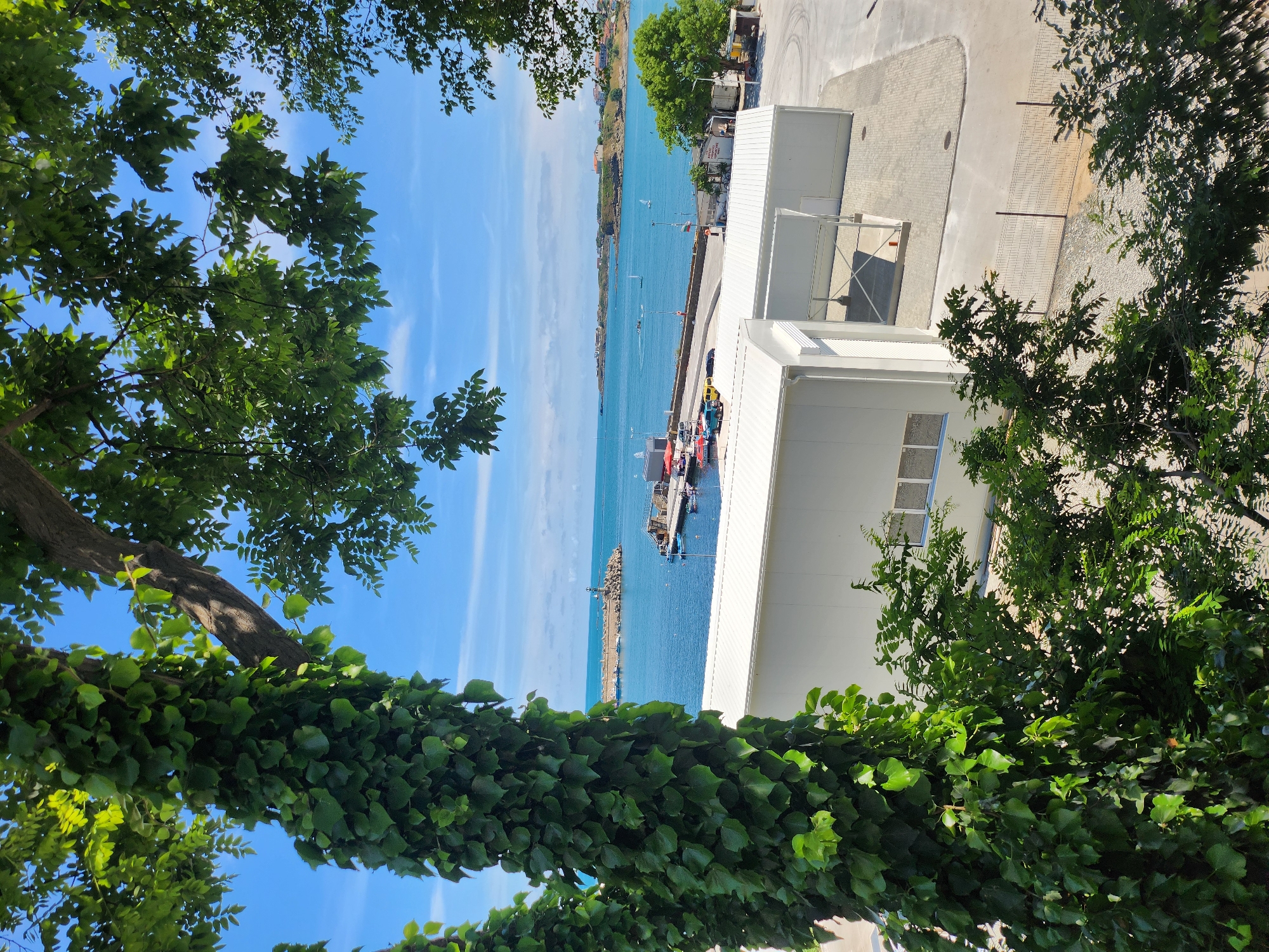 A bright, daytime, eye-level shot captures a view of the Tsarevo harbor in Bulgaria, framed by lush green foliage. In the foreground, the trunk of a large tree is heavily draped with ivy, its leaves a vibrant green against the clear blue sky. To the right, the branches of another leafy tree extend into the frame, casting dappled shadows.
Beyond the greenery, the harbor opens up. White, modern buildings with silver roofs are visible, one featuring a covered carport. A paved area surrounds these structures, marked with tire tracks. A chain-link fence runs along the edge of the property, bordering a gravel area.
The turquoise waters of the Black Sea stretch out, dotted with several small boats and sailboats. A long, rocky breakwater extends into the sea, topped with a lighthouse. The distant coastline is lined with buildings and greenery, under a partly cloudy sky. No people are clearly identifiable in the scene.