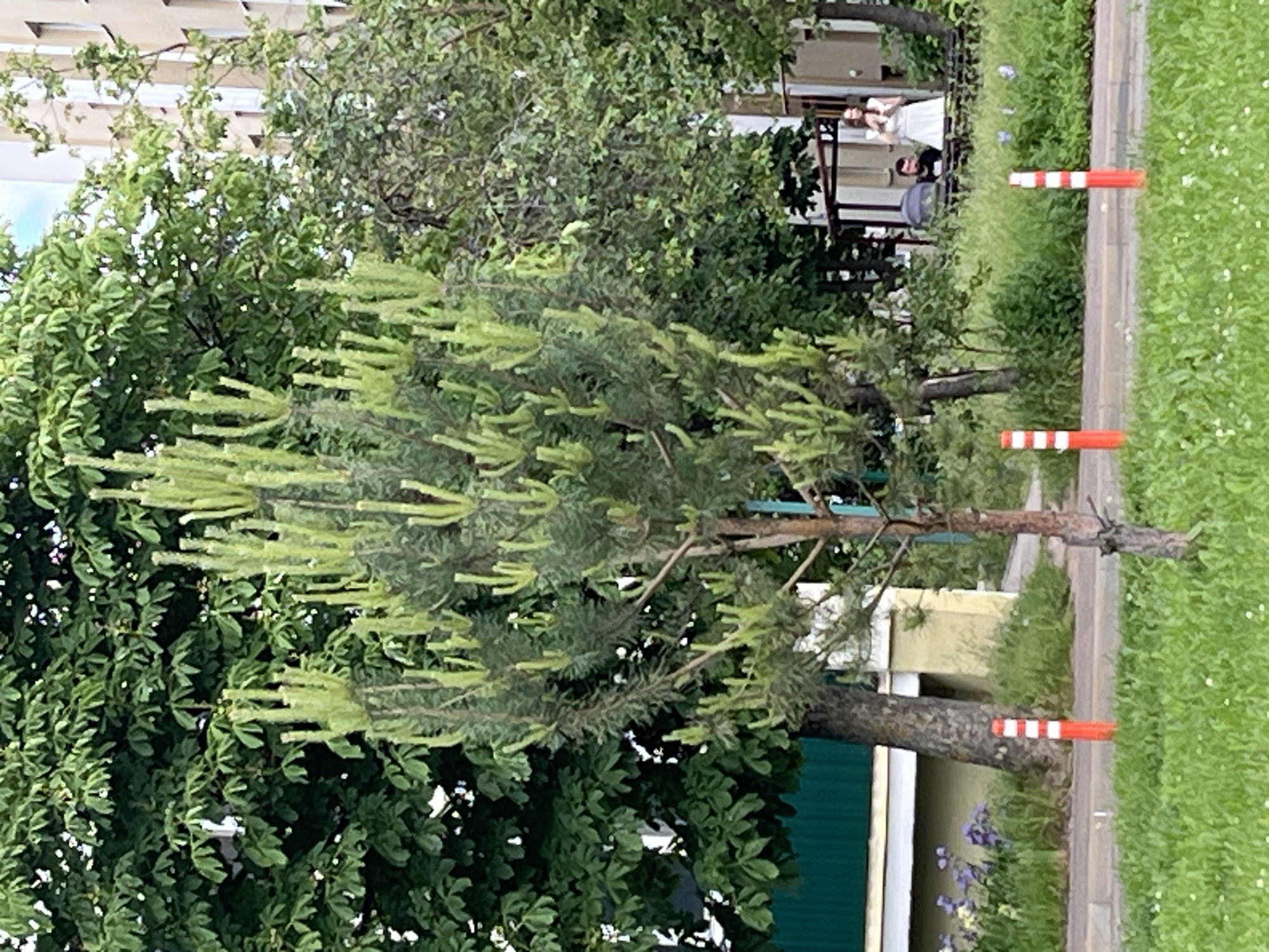 This image, set in the city of Minsk, Belarus, depicts an outdoor urban green space under clear daylight. A slender pine tree with numerous upright, vibrant green new growth shoots ("candles") stands centrally on a grassy area. The immediate foreground consists of a meticulously maintained lawn with scattered small white flowers, transitioning to a paved path marked by three orange and white striped cylindrical bollards.
To the left of the central pine, a mature deciduous tree with dark green, palmate leaves partially obscures a building featuring a dark green corrugated lower section and a lighter upper facade, with clusters of purple flowers visible near its base. To the right, within a shaded outdoor seating area, a woman in a white sleeveless garment stands, holding a white object near her ear or head. A man in a dark t-shirt is seated on a bench, looking towards the woman, with a dark baby stroller positioned next to him. In the background, a multi-story residential building with a light beige exterior and multiple windows is partially visible through dense foliage, indicating the proximity of housing to this green area.