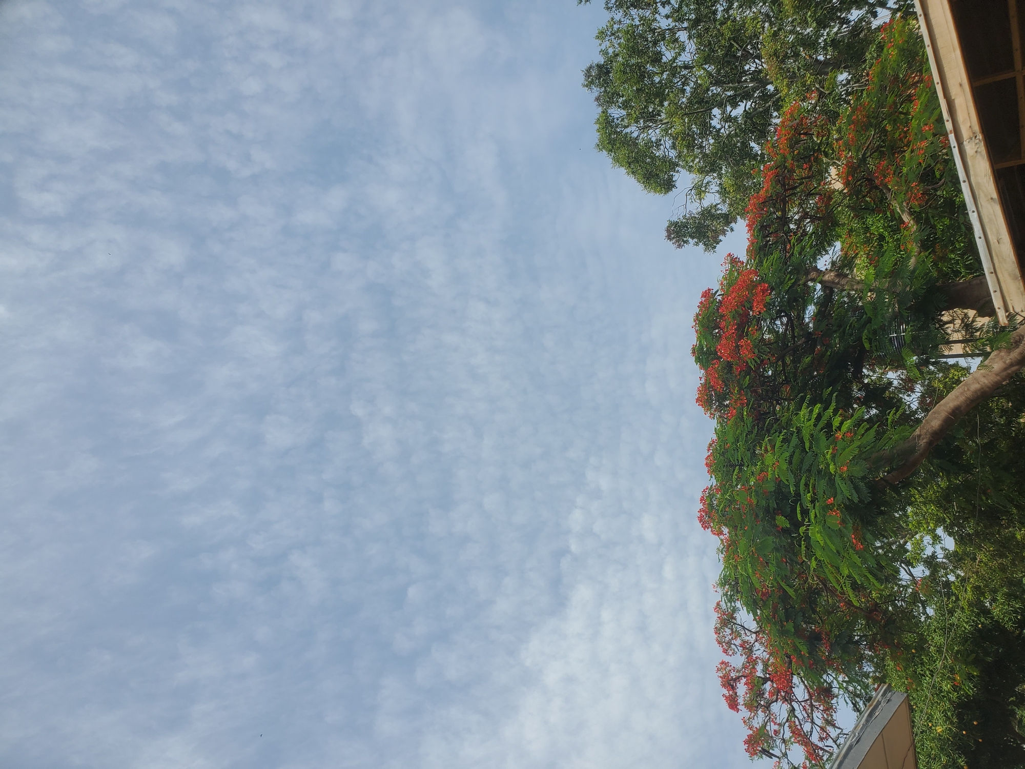 The image captures a view of trees with vibrant red flowers and green foliage against a backdrop of a pale blue sky dotted with small, wispy clouds. The sky occupies the upper two-thirds of the frame. In the foreground, the tops of two structures with light-colored, angled roofs are visible, partially obscuring the lower portion of the trees. The trees themselves are lush, with one prominently displaying bright red flowers interspersed with green leaves, while another, darker green tree stands to its right. The scene appears to be an outdoor setting, possibly a park or residential area, under daylight conditions. The image does not depict any individuals or specific activities. The description is general and does not specify a precise location within Jos, Nigeria.