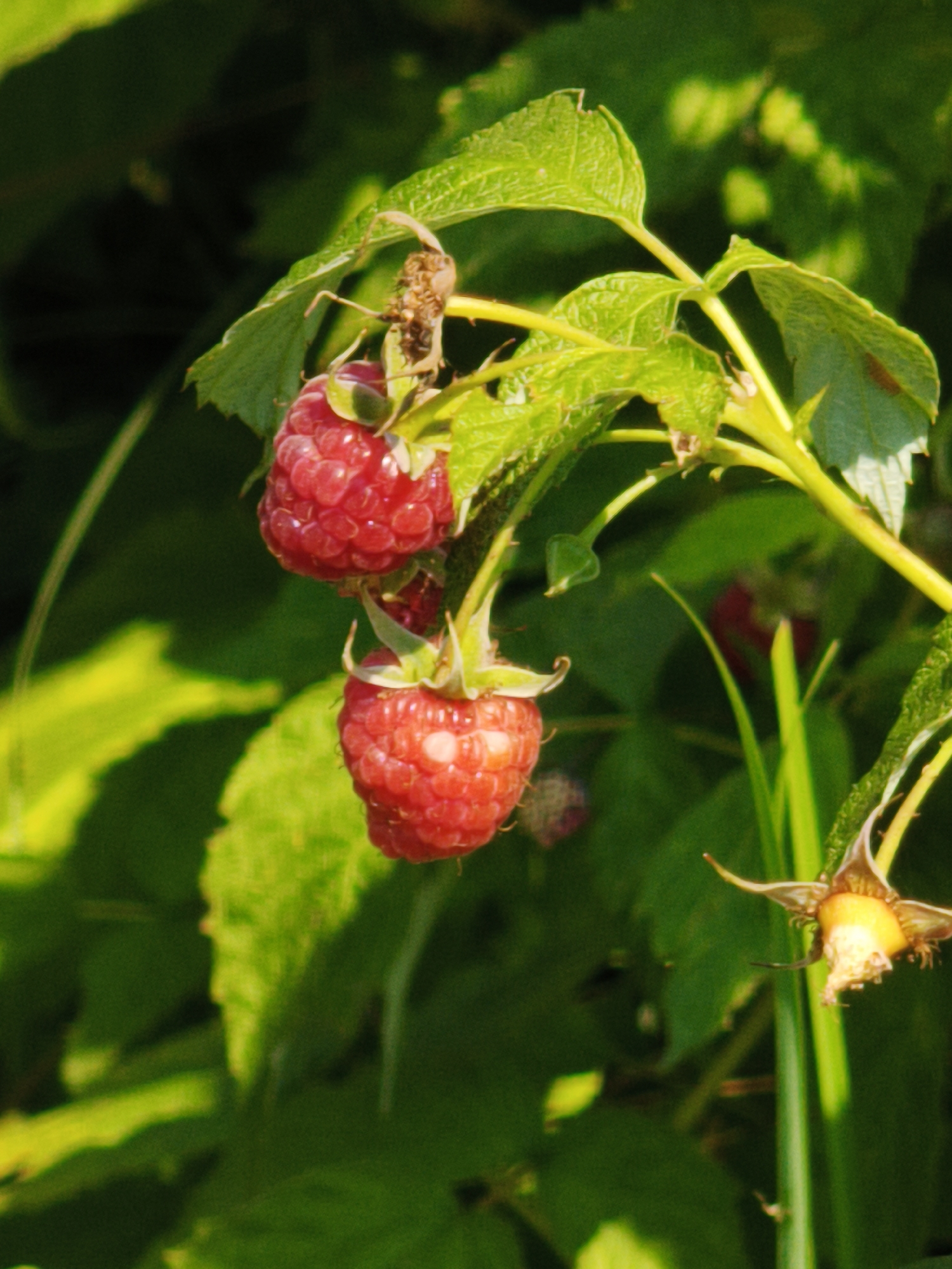 A close-up, eye-level shot captures two ripe raspberries on a branch amidst lush green foliage in Steblivka, Ukraine. The raspberries, a vibrant red, are plump and detailed, showing their characteristic drupelets. One raspberry hangs above the other, both supported by a thin, green stem. Several green leaves with visible veins surround the fruit. The background is a blur of greens and yellows, indicating a sunny day and a natural, outdoor environment. The overall scene is one of natural abundance and growth, with the raspberries appearing ready for harvest. The image is sharply focused on the berries and their immediate surroundings, with the background softly blurred to emphasize the subjects.