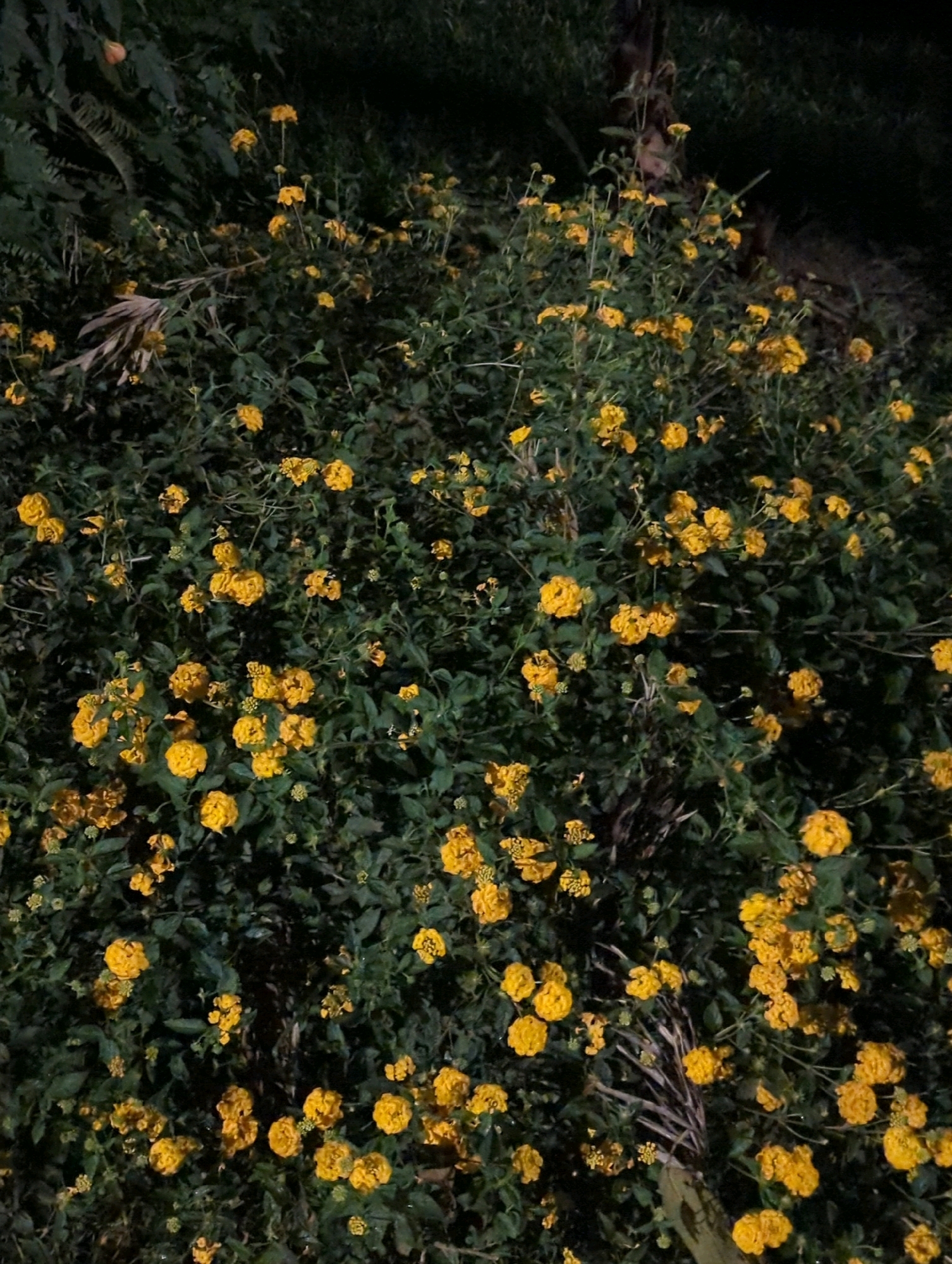 The image shows a dense bush of yellow lantana flowers at night, illuminated by artificial light. The flowers are clustered in small, rounded heads and are a vibrant yellow against the dark green foliage. Some of the flowers appear to be in bloom, while others are in various stages of development. The bush is overgrown and appears to be in a natural setting, possibly a garden or park. There are no people or animals visible in the image. The background is dark and out of focus, suggesting the photo was taken in low light conditions. The presence of the lantana flowers indicates a warm climate. Given that the location is Musanze District, Rwanda, this type of flowering shrub is common in the region's tropical and subtropical climate.