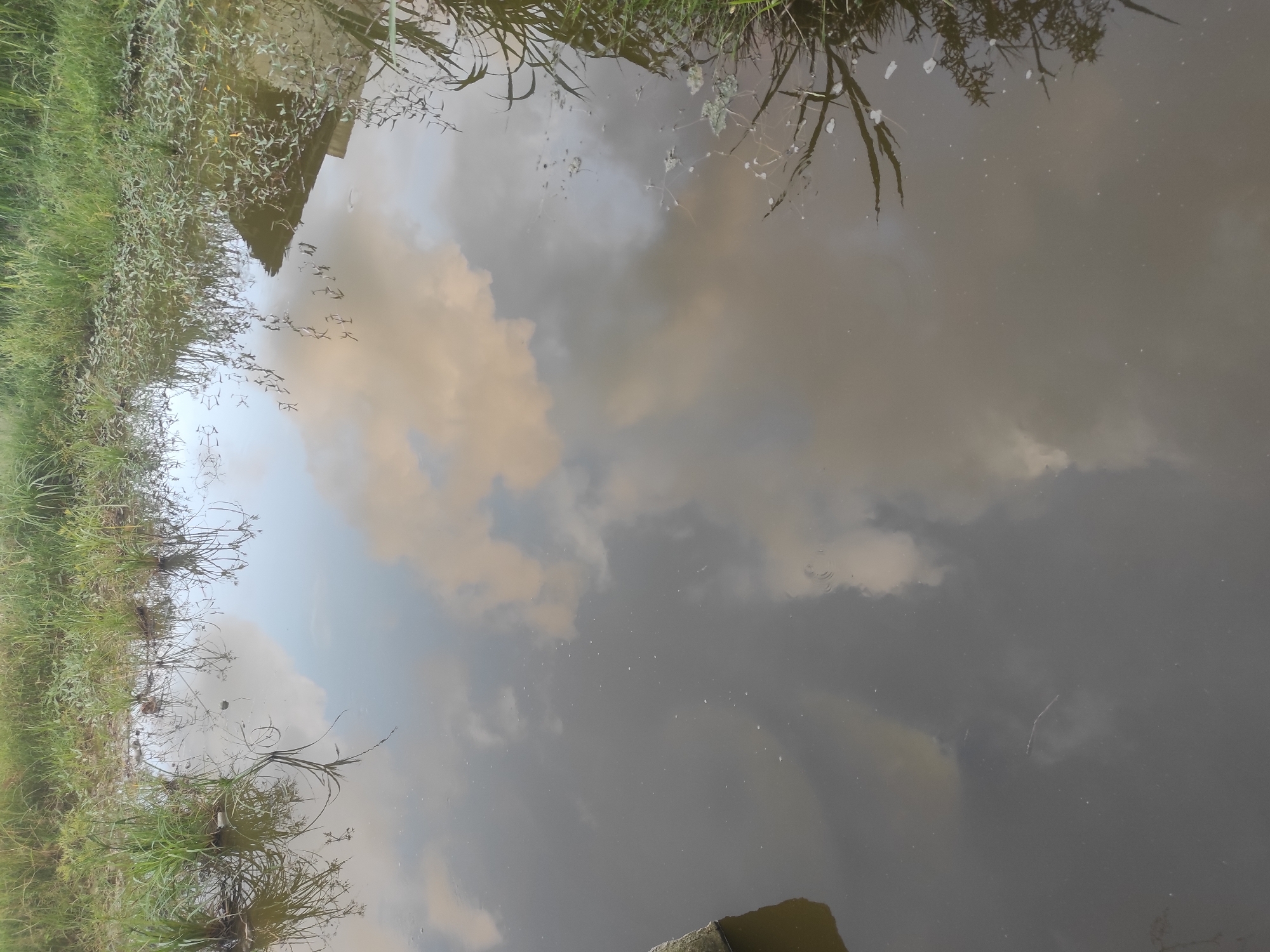 The image depicts a body of water reflecting the sky and surrounding vegetation. The reflection shows clouds and sky in varying shades of grey and tan. Green grass and assorted plants line the edge of the water on the left side of the image. The location is Lhokseumawe, Indonesia.