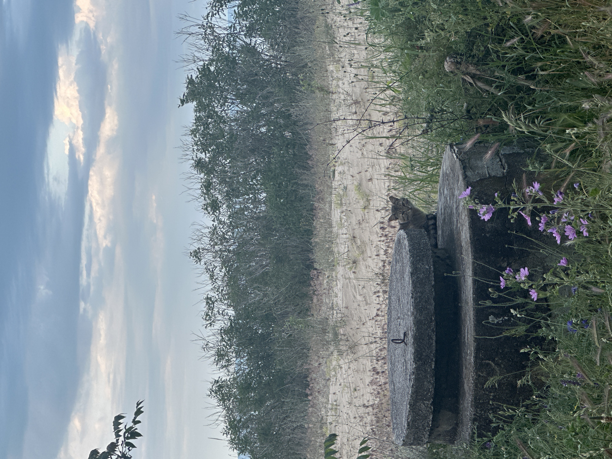 The photograph, taken in Bliznatsi, Bulgaria, depicts an outdoor scene at ground level. In the foreground is a weathered, concrete structure, possibly a well or a low wall. To the right of the structure are purple wildflowers amidst tall grass and weeds. A tabby cat is perched on the concrete, looking towards the viewer. In the middle ground, beyond the concrete structure and vegetation, is a stretch of sandy ground bordered by dense trees or shrubbery. The background features a sky with scattered clouds. The light suggests it is either early morning or late afternoon.