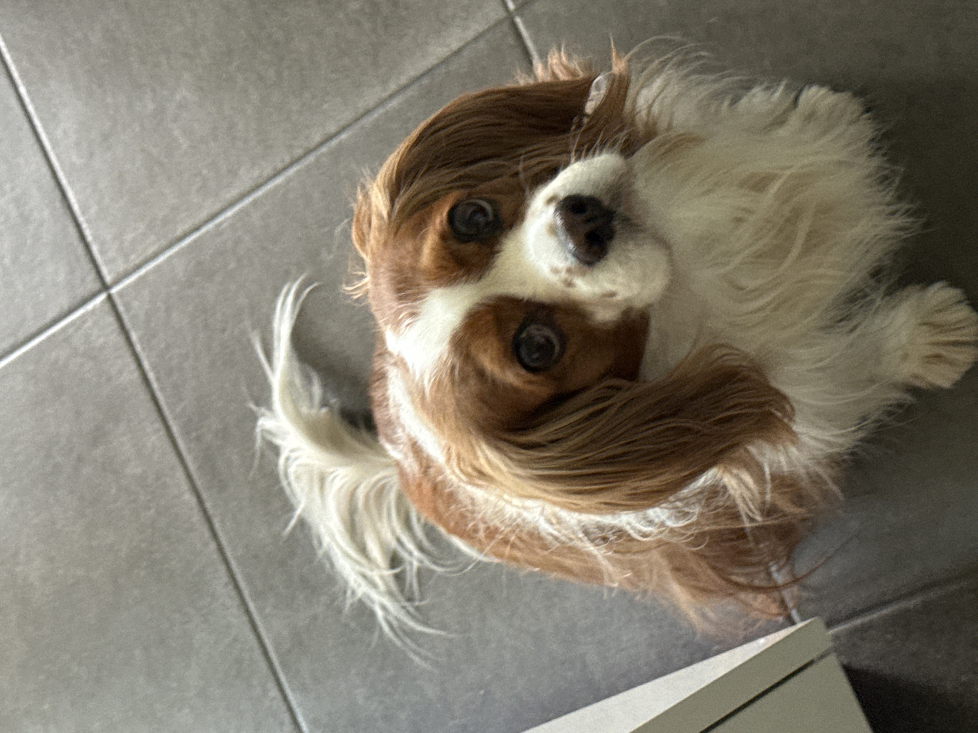 A Cavalier King Charles Spaniel dog with brown and white fur is looking up at the camera. It is sitting on gray tile flooring. Part of a white cabinet is visible in the bottom right corner.