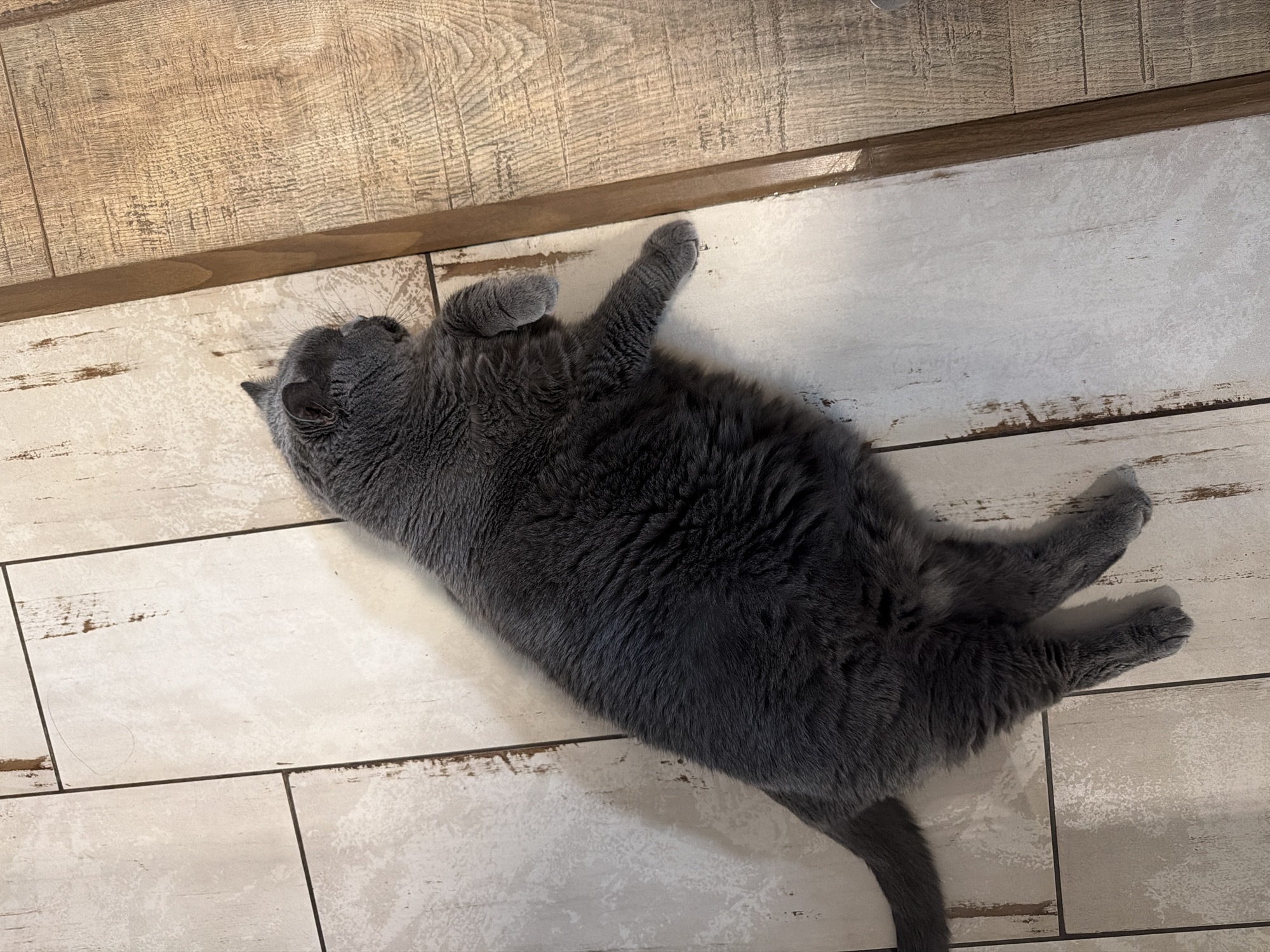 A plump, grey British Shorthair cat is sleeping on a floor that is partly tiled and partly wood-paneled. The cat is lying on its side, with its head resting on the tiled section of the floor. Its paws are relaxed, and its tail is extended to the left. The tiled area is a light, neutral color with a distressed wood-grain pattern. The wood-paneled section is a warmer, medium-brown tone with a prominent grain. The lighting suggests an indoor environment, possibly a home in Шмидтово, Russia, with light falling from the right, casting a shadow from the cat onto the tiles.