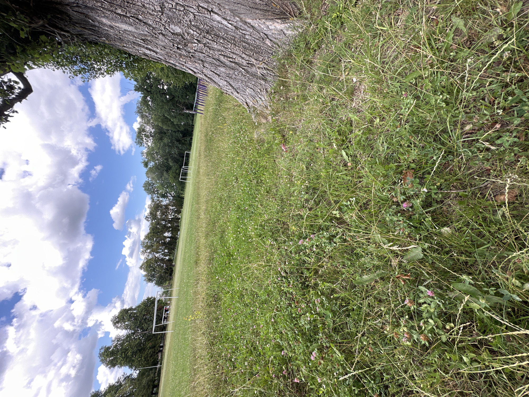 This is a photograph taken outdoors on a cloudy day. The foreground is dominated by a close-up view of the rough bark of a large tree trunk on the right side of the frame, with its base obscured by thick, unkempt grass and clover. Scattered pink clover flowers are visible in the dense undergrowth. The middle ground reveals a grassy field, possibly a park or sports ground, with several white soccer goals positioned across the landscape. In the background, a line of mature trees forms a dense treeline, separating the field from a bright blue sky filled with fluffy white clouds. The overall impression is of a natural, slightly overgrown outdoor space.