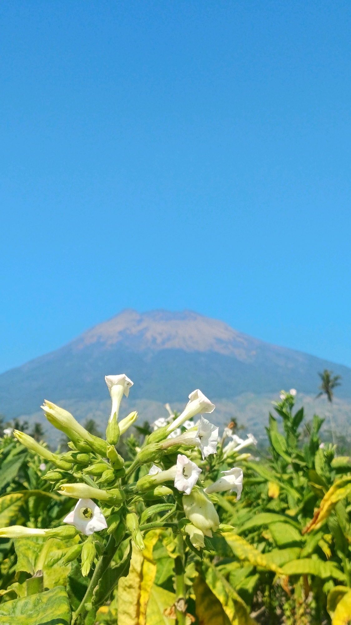 A close-up shot of tobacco flowers in Balerejo, Indonesia, is set against a backdrop of a hazy mountain and a clear blue sky. The foreground is dominated by the white, trumpet-shaped flowers and lush green and yellow leaves of the tobacco plants. In the middle ground, a few more tobacco plants and some palm trees are visible, hinting at a tropical environment. The distant mountain, partially obscured by atmospheric haze, forms the furthest element of the landscape. The image is captured in natural daylight.