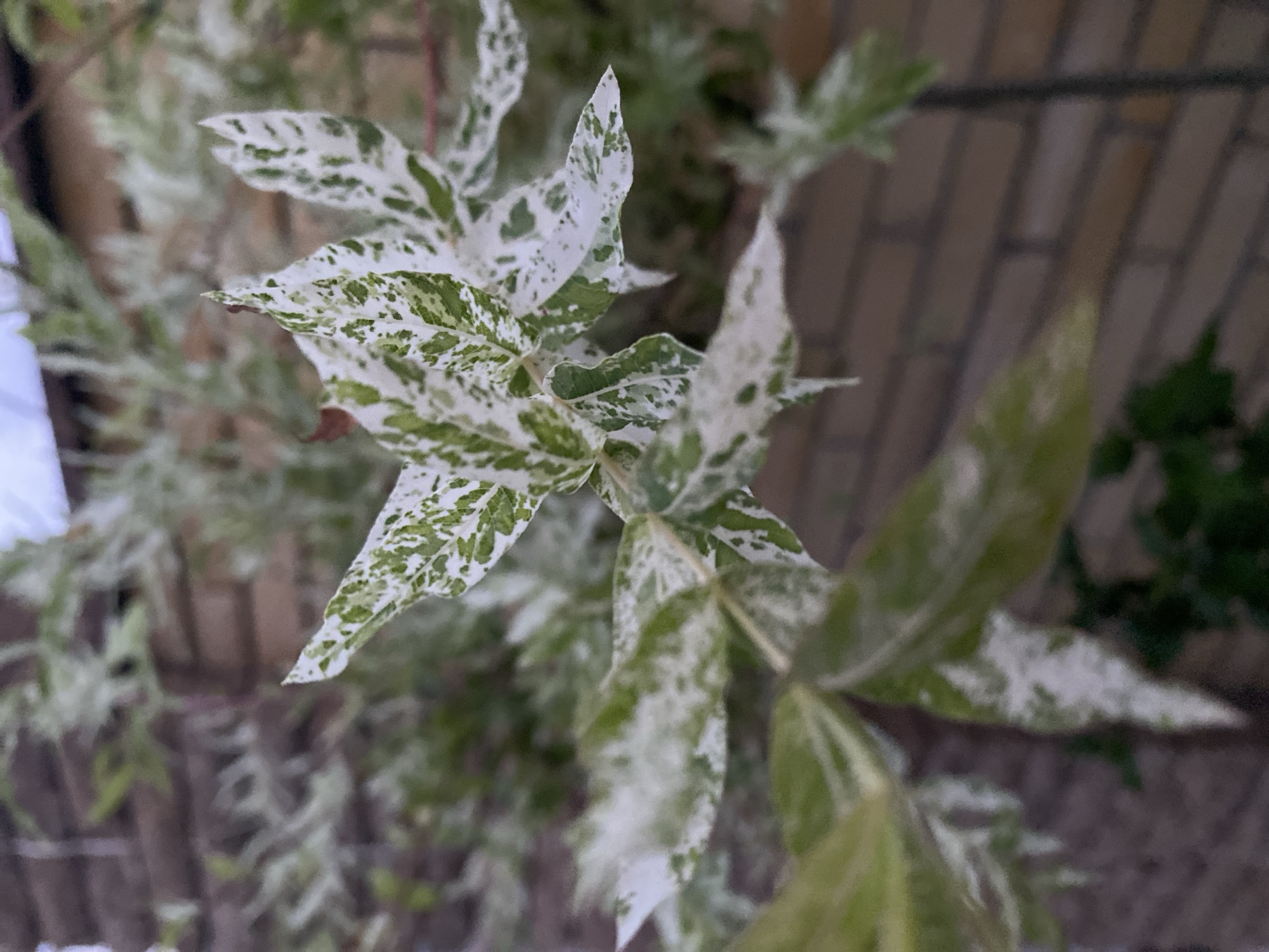 A close-up, vertical, slightly low-angle shot focuses on the variegated leaves of a plant. The leaves are predominantly white with irregular green patches, giving them a mottled appearance. Some leaves are pointed, while others have a more rounded tip. The background is blurred, but a brick wall with brown horizontal bricks is visible behind the plant. The lighting appears to be natural, possibly overcast, casting a soft glow on the leaves. There are no people or animals present in the image. The setting suggests an outdoor environment, perhaps a garden or yard in Oktiabrskaya, Russia, with the brick wall indicating a building or structure nearby.