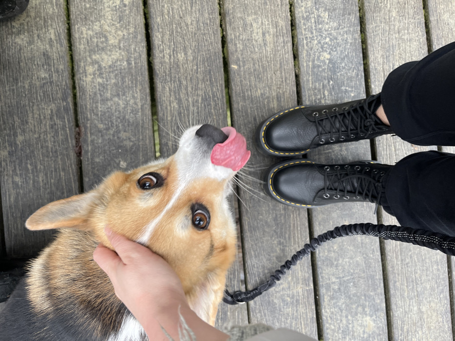 This image captures a close-up, top-down view of a domestic scene featuring a dog and a person.
In the foreground, a tri-color dog, likely a Corgi, is looking upwards with an expressive, almost playful gaze. Its fur is a mix of tan, white, and darker brown/black. The dog's eyes are wide open and a warm brown color. Its pink tongue is prominently sticking out of its mouth and curving upwards towards its nose, suggesting excitement or anticipation. A human hand is gently petting the dog's chin and neck area, indicating an affectionate interaction.
To the right of the dog, a person's lower legs and feet are visible. The person is wearing black pants and sturdy black lace-up boots with distinctive yellow stitching around the sole, commonly associated with Dr. Martens boots. The boots are positioned as if the person is standing still, facing forward.
The ground beneath both the dog and the person is a surface made of weathered, light brown wooden planks, laid side-by-side. A black, coiled leash is visible on the wooden planks between the dog and the person's feet, suggesting the dog is on a walk or outing.
The overall mood of the image is warm and engaging, highlighting the bond between the human and the dog, with the dog's expression conveying clear joy or eagerness. There is no visible text in the image.