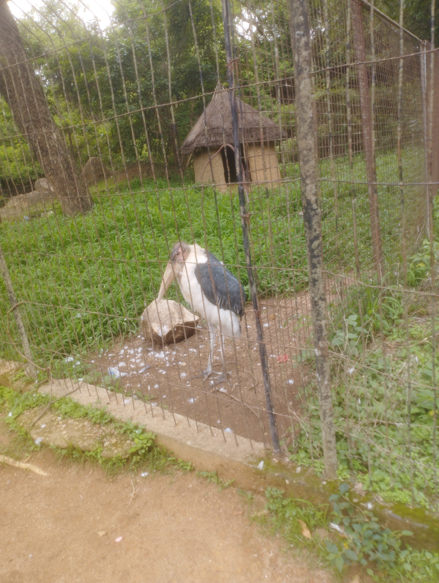 In a zoo enclosure, a marabou stork stands next to a large rock, its long beak resting on the rock. The bird is predominantly white with dark gray wings. The enclosure features a rustic hut with a thatched roof in the background, surrounded by lush green grass and trees. The ground within the enclosure is sandy, littered with white feathers. A metal fence separates the enclosure from a dirt path in the foreground. The scene is set in an outdoor environment with natural lighting.