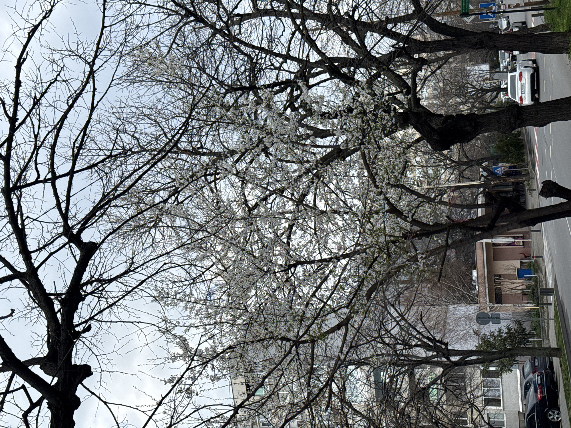 The image depicts an urban street scene on General Stoletov Street in Stara Zagora, Bulgaria, captured on an overcast day during early spring. The foreground is dominated by several large deciduous trees with dark, gnarled trunks. One prominent tree in the mid-ground exhibits a dense canopy of small white blossoms, indicative of a fruiting tree in bloom, while other trees retain bare branches against the pale sky.
In the background, on the left, stands a multi-story grey concrete apartment building with numerous windows, some featuring green balcony railings or awnings. To the right of this building, partially obscured by trees, is a lower, light beige-colored structure with a brown roof section and a blue cylindrical trash bin situated outside.
The scene includes a paved asphalt road marked with white lane lines. On the left side of the road, a dark sedan is parked on the shoulder or sidewalk. In the right lane, a white Audi sedan, bearing Bulgarian license plate "CA 7506 BT," is in motion, heading away from the viewer. Other vehicles are visible further down the street. Road infrastructure includes a green rectangular street sign with white Cyrillic text clearly displaying "ул. Ген. Столетов" (General Stoletov Street), a blue square directional sign with a white arrow, and a blue square pedestrian crossing sign. No individuals are visible in the captured frame.