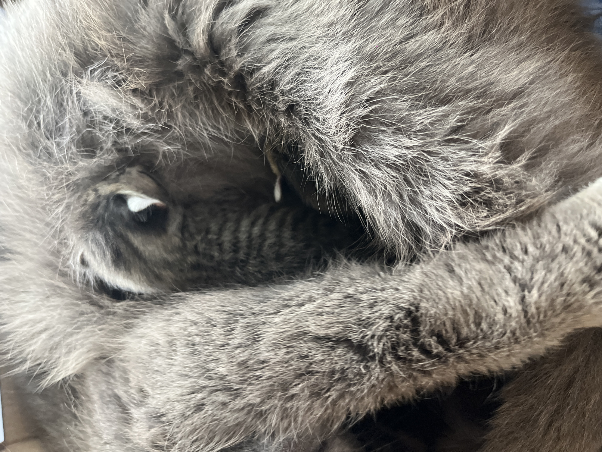 The image shows a close-up of a gray cat curled up. The cat's fur is dense and fluffy. One eye is partially visible, showing a white sclera. A single droplet appears to be suspended near the cat's fur. The background is out of focus. There is no information connecting the image to the city of Novopokrovskaya, Russia.
