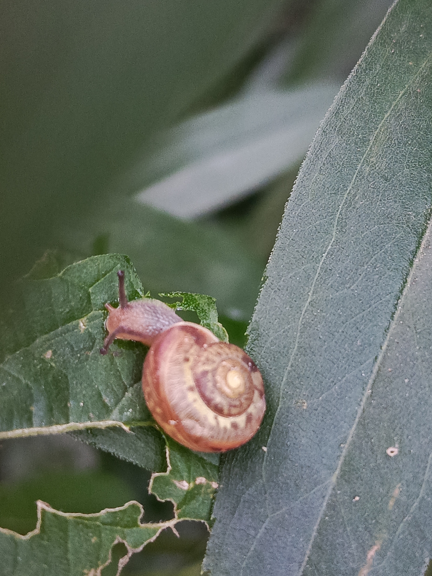 A close-up, vertical, eye-level shot captures a small snail with an orange-brown, spiraled shell positioned on a green leaf. The snail's body is light brown, and it extends two antennae upwards. The leaf it rests on has an irregular, chewed edge. To the right of this leaf, a larger, bluer-green leaf with prominent veins is visible, angled diagonally across the frame. The background consists of blurred green foliage. The scene is outdoors, likely in a garden or natural setting. This image was taken in Chaikovsky, Russia.