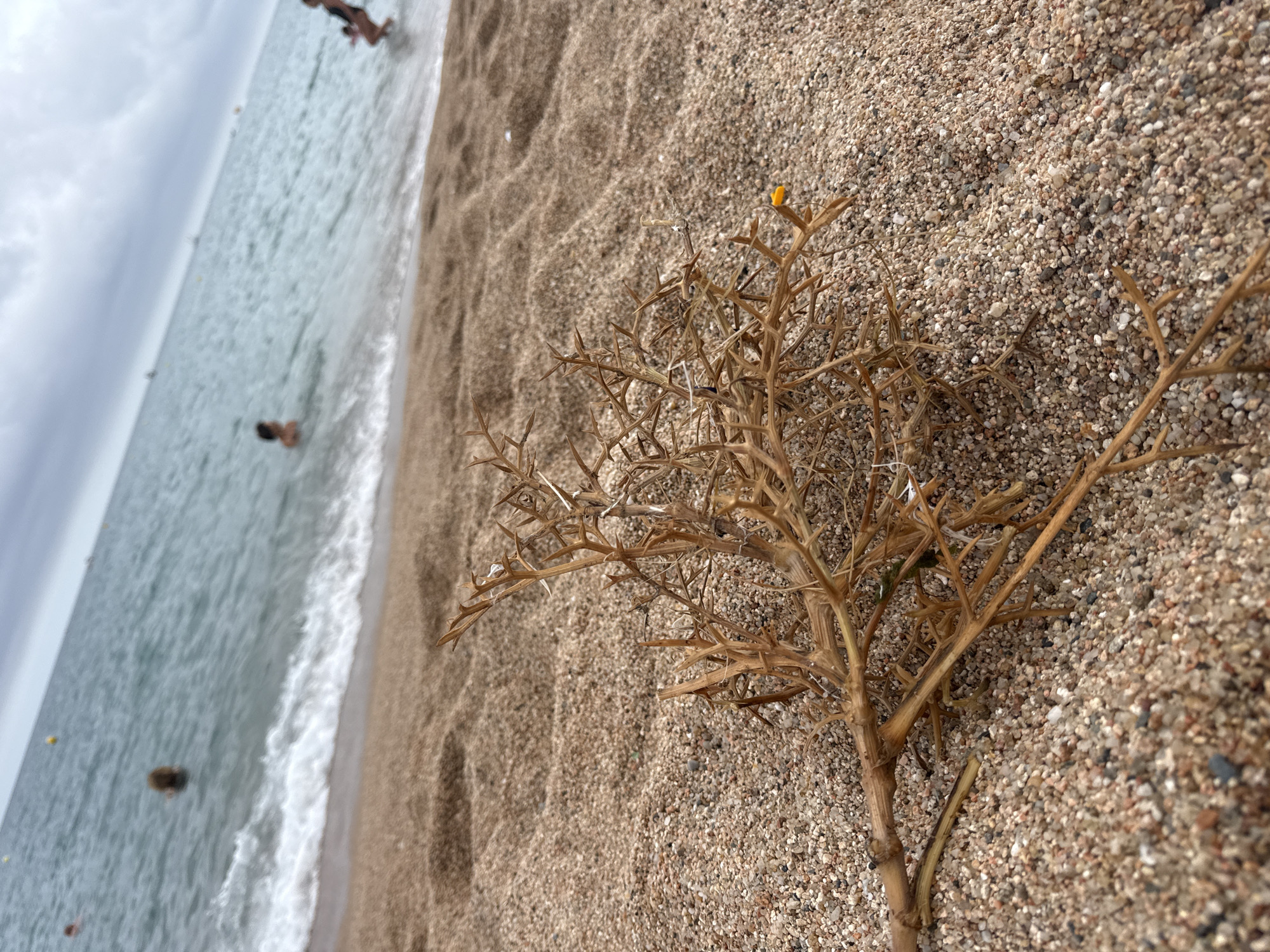 The image depicts a beach scene in Blanes, Spain, focusing on a dry, thorny plant stem lying on the sand in the foreground. The sand is a mixture of small pebbles and grains. In the background, the turquoise water of the Mediterranean Sea is visible with gentle waves lapping at the shore. Several people are in the water, appearing as blurred figures. One person is further out in the sea, while two others are closer to the shore. A small yellow buoy is visible in the water. The sky is overcast with clouds. The overall impression is a tranquil beach setting with a focus on natural elements and human presence.
