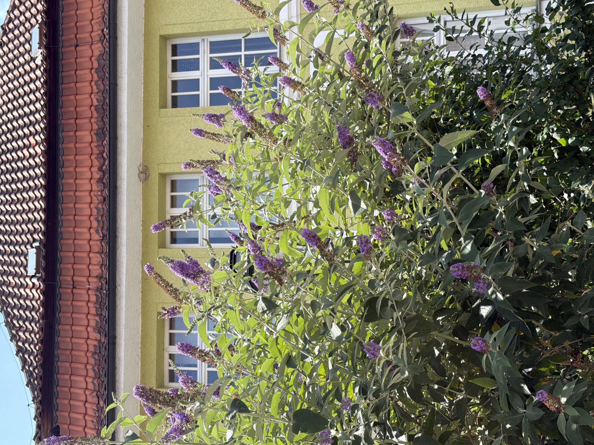 In Ebermannstadt, Germany, a vibrant purple butterfly bush blooms in front of a light yellow building. The building's facade is adorned with white-framed windows and a red-tiled roof. The butterfly bush, with its abundant purple flowers and green foliage, dominates the foreground, creating a lively contrast with the architectural elements of the building. Sunlight bathes the scene, highlighting the textures of the petals and leaves, as well as the details of the roof and walls.